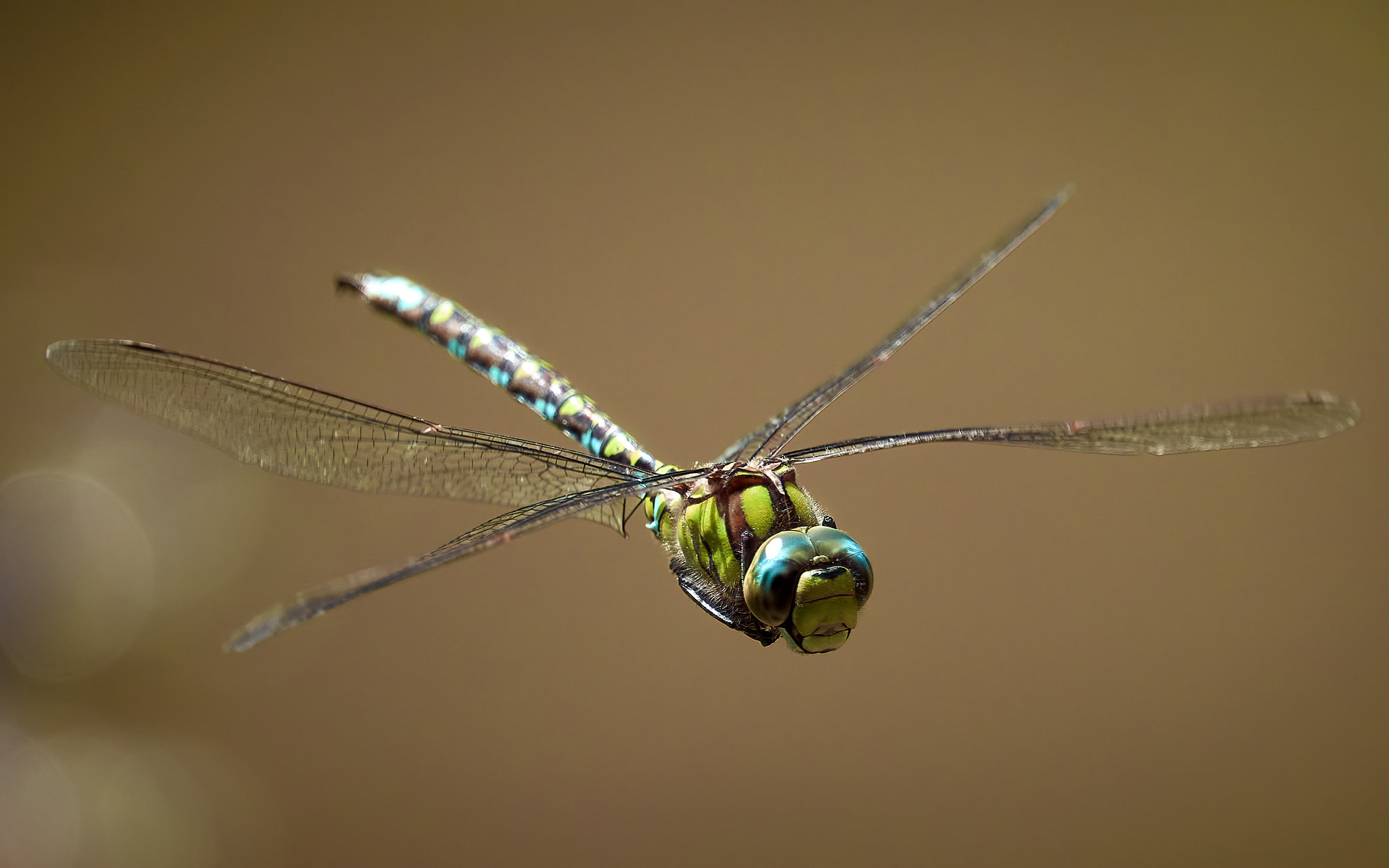 Sympetrum fonscolombii in volo