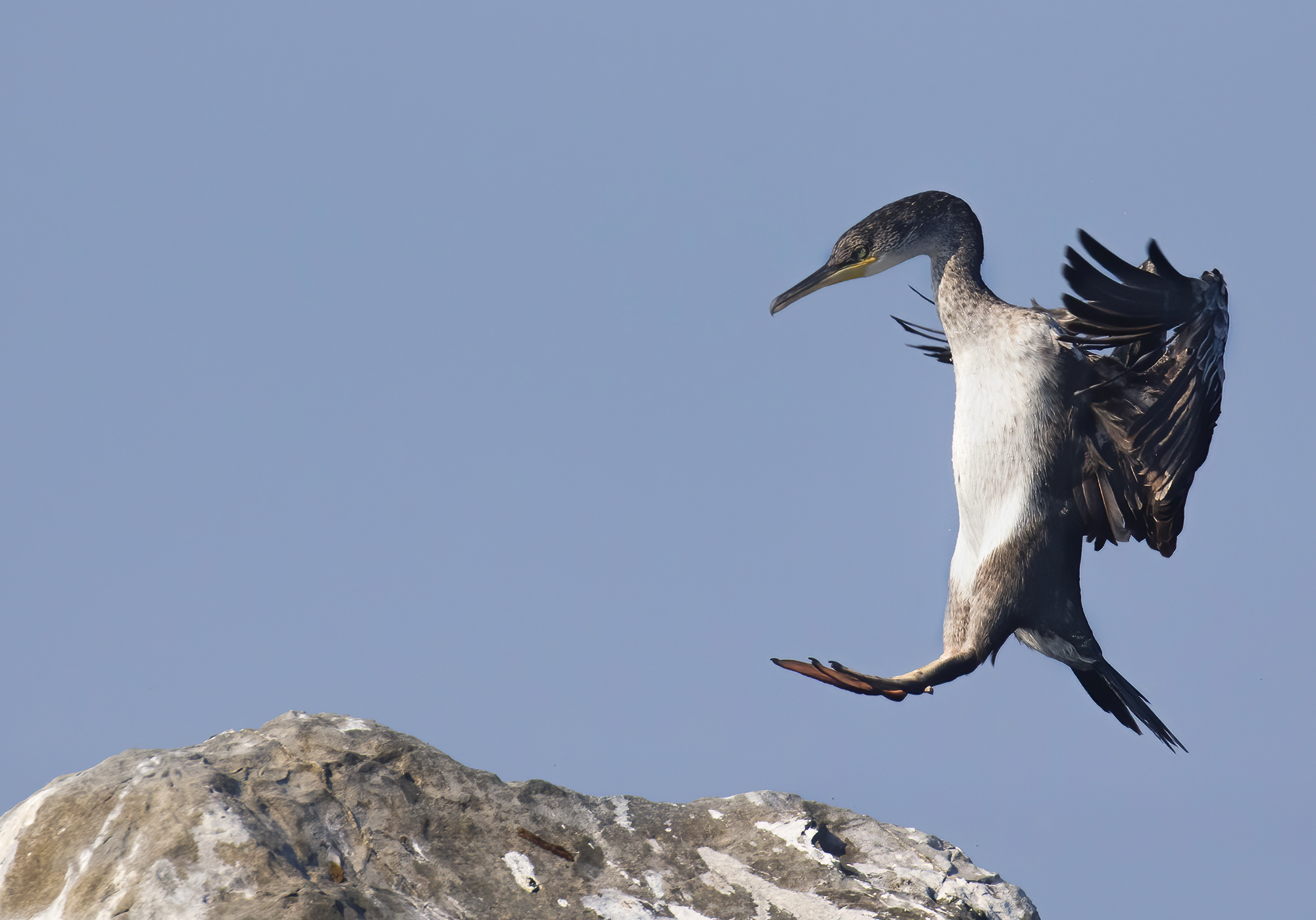 marangone dal ciuffo giovane