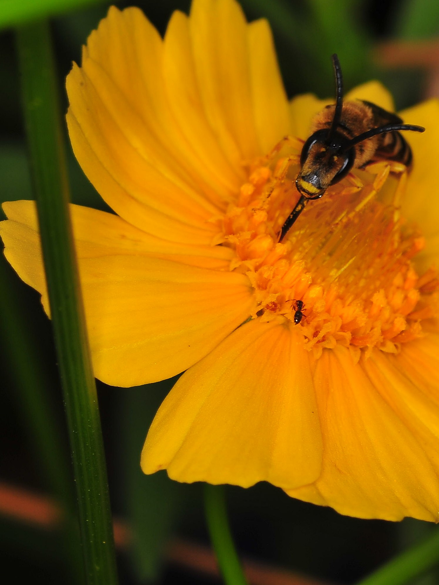 the bee and the ant