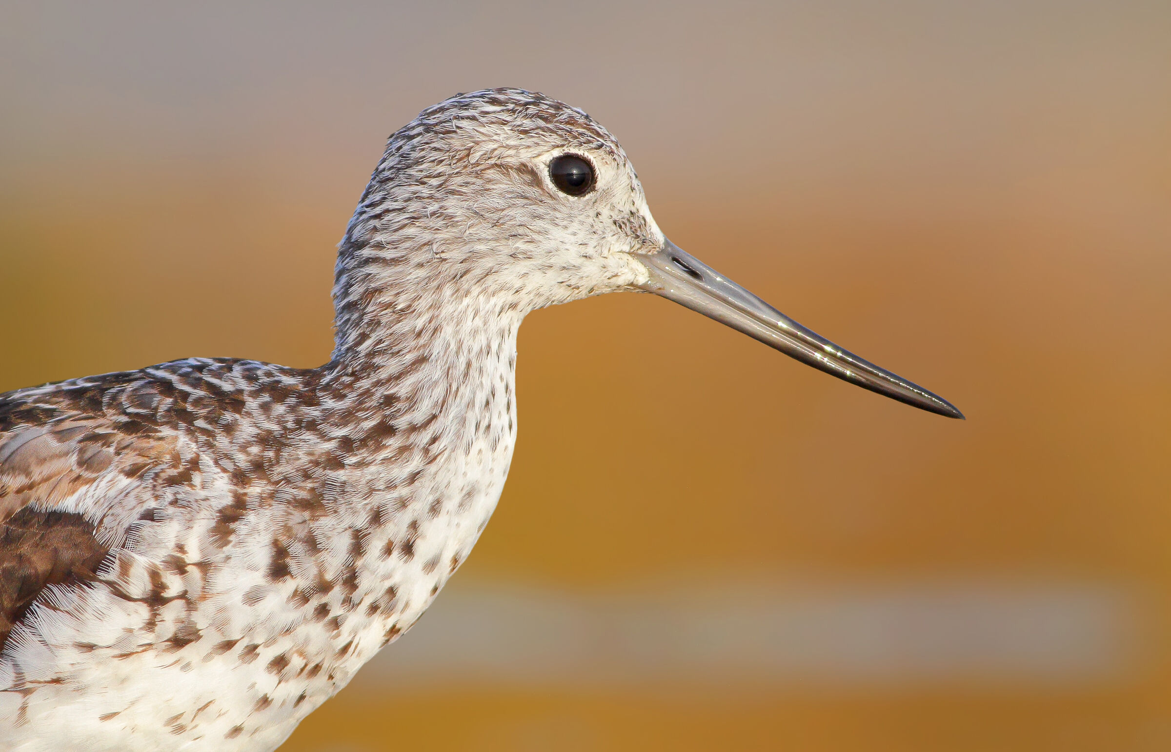 greenshank
