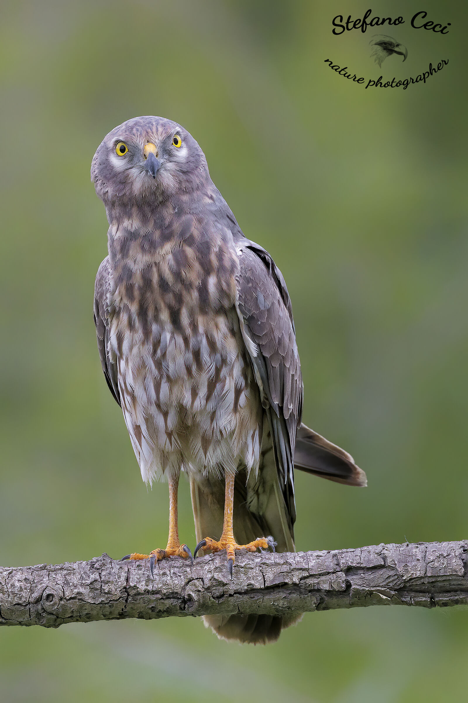 Albanella minore femmina