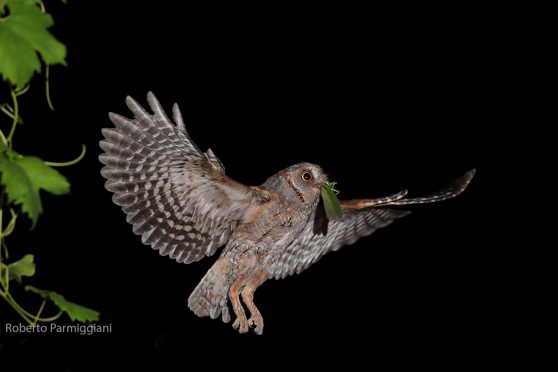 L assiolo e la cavalletta