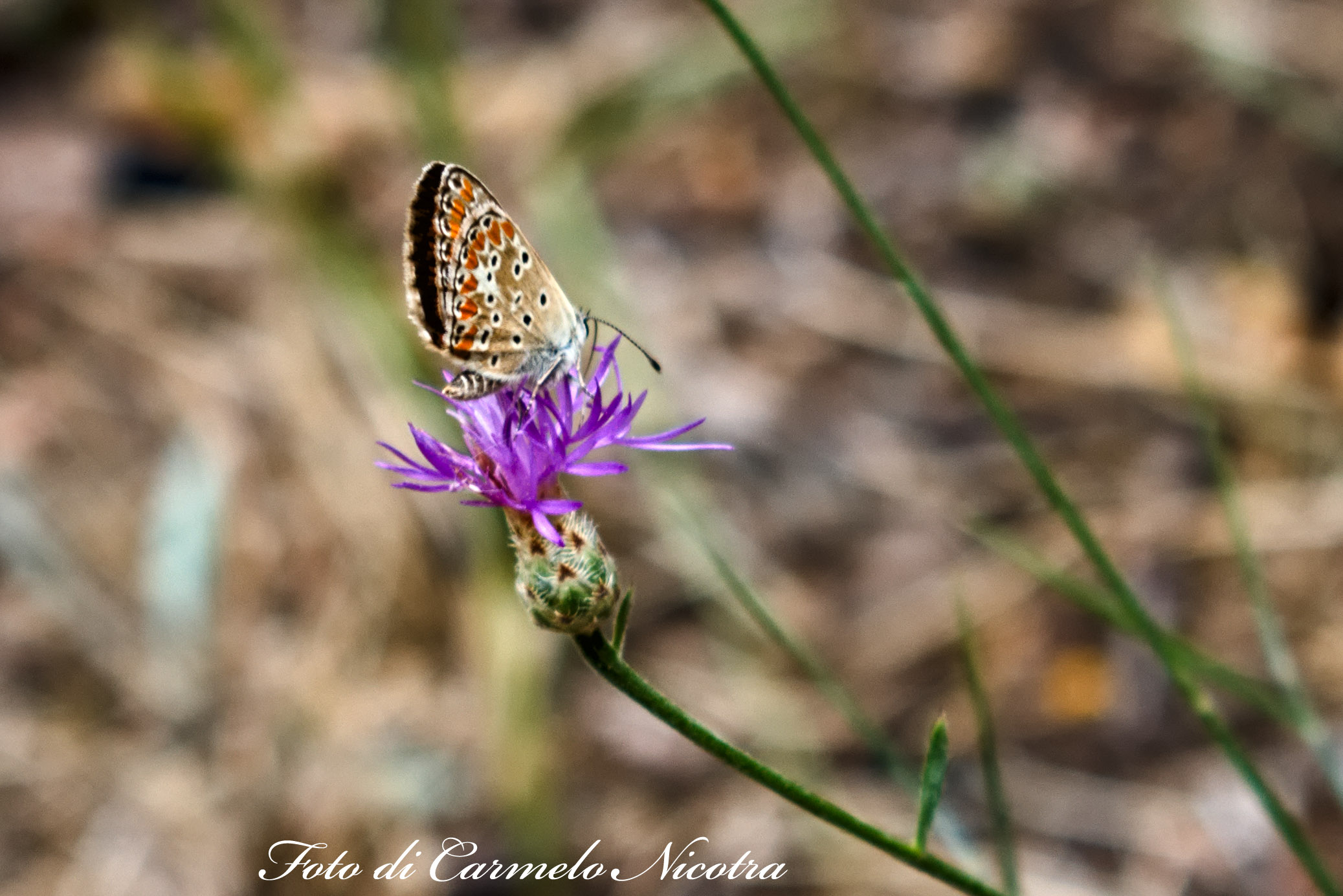 Butterfly of Milia Etna
