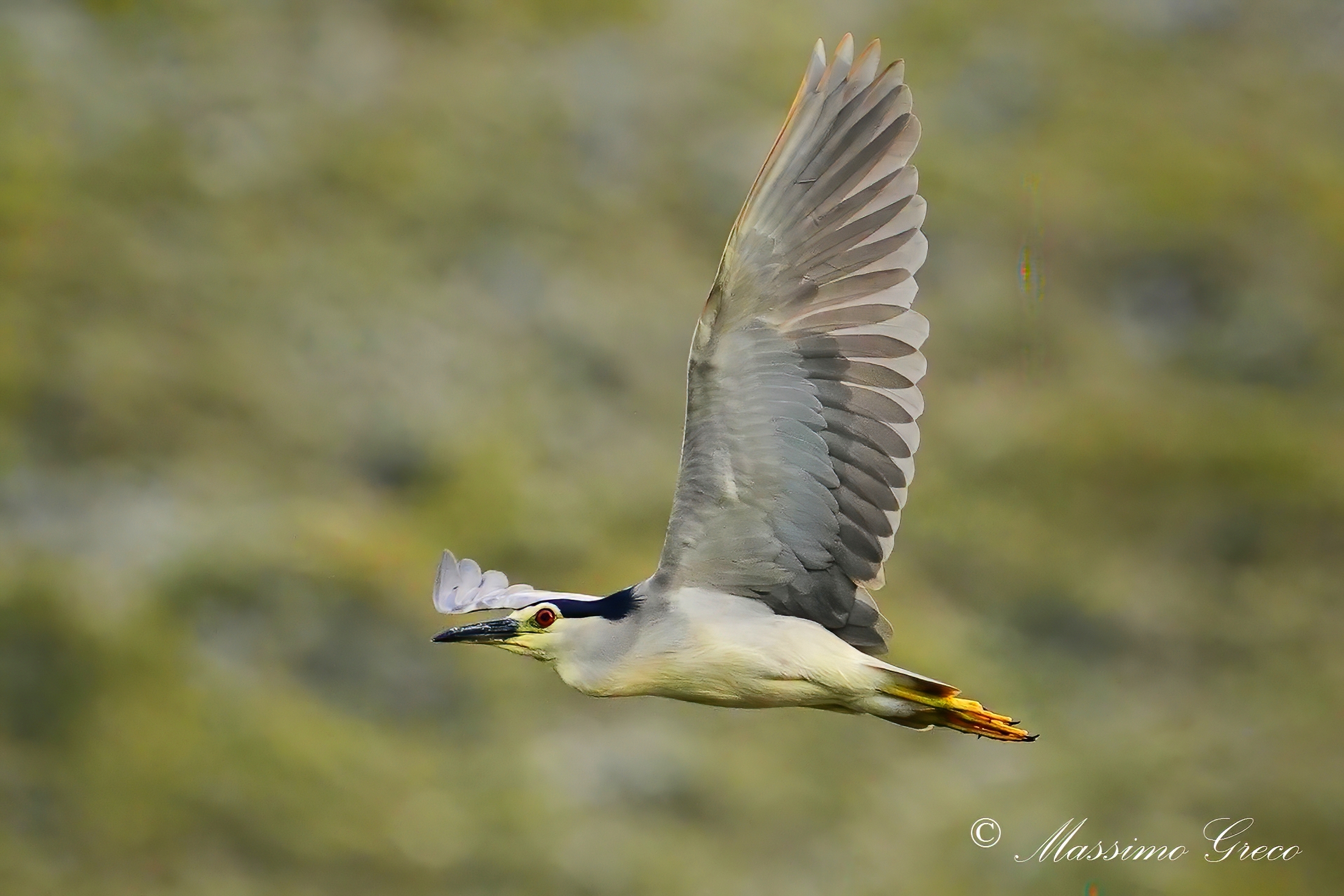 NITTICORA Nycticorax nycticorax