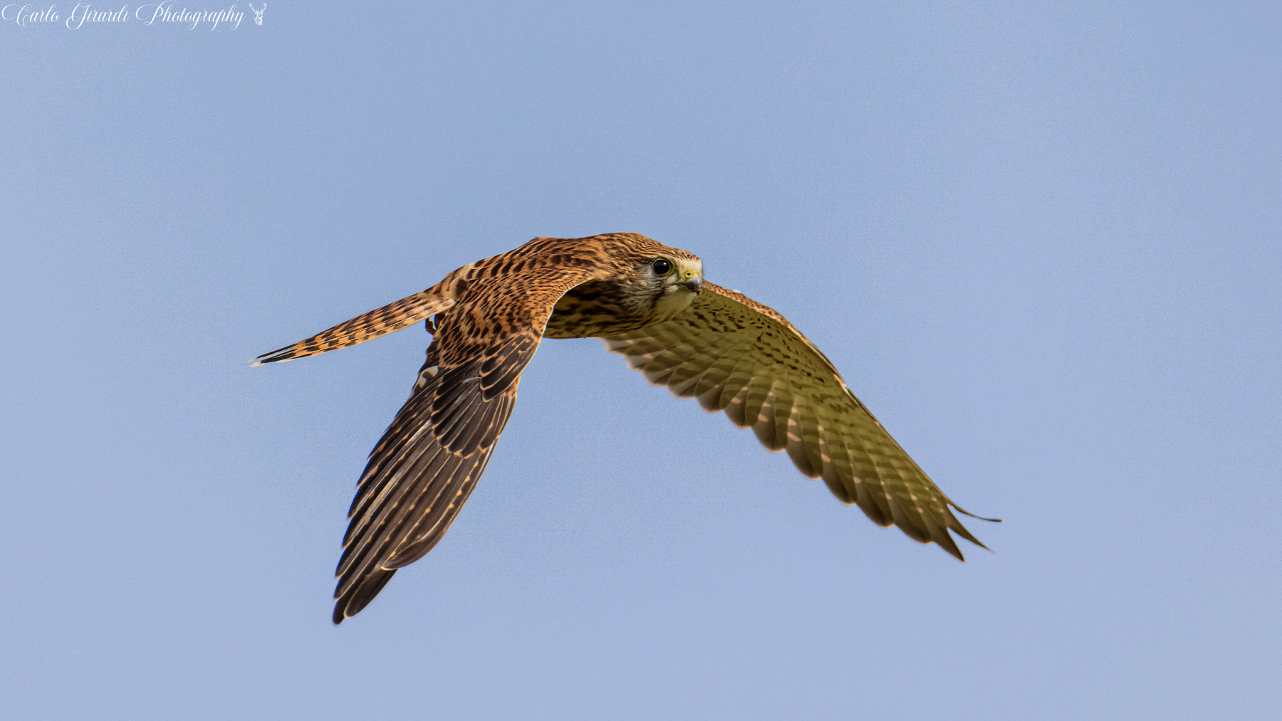 kestrel