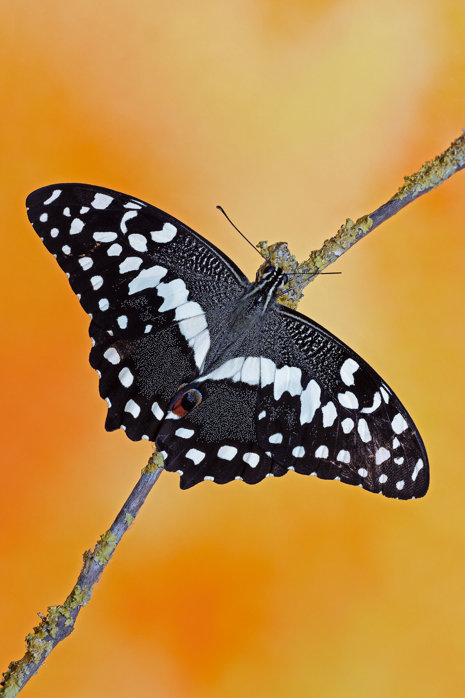 Papilio Demodocus