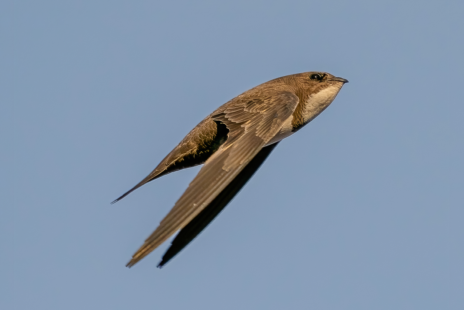Greater Swift (Tachymarptis melba)