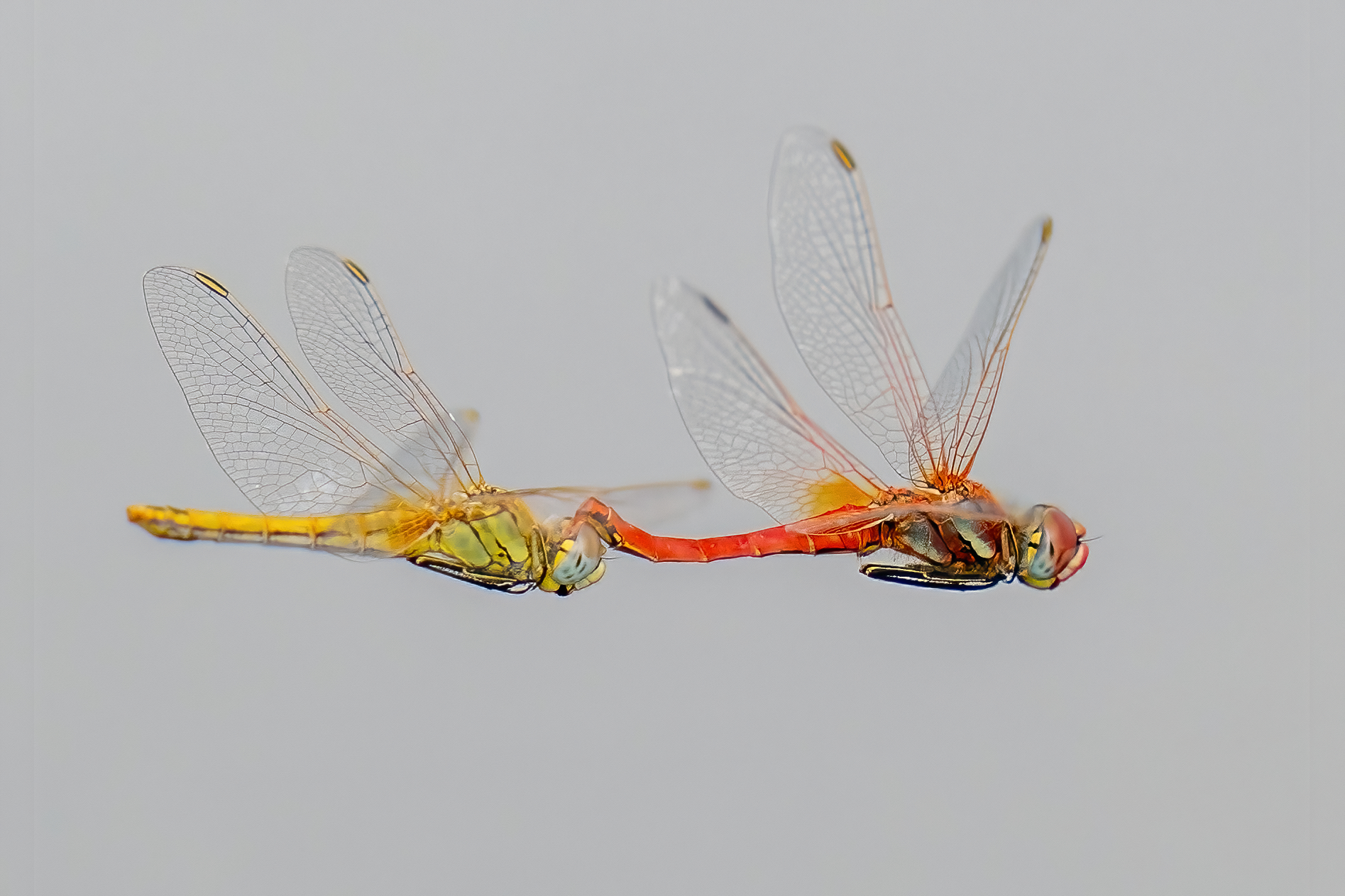 Sympetrum fonscolombii in tandem