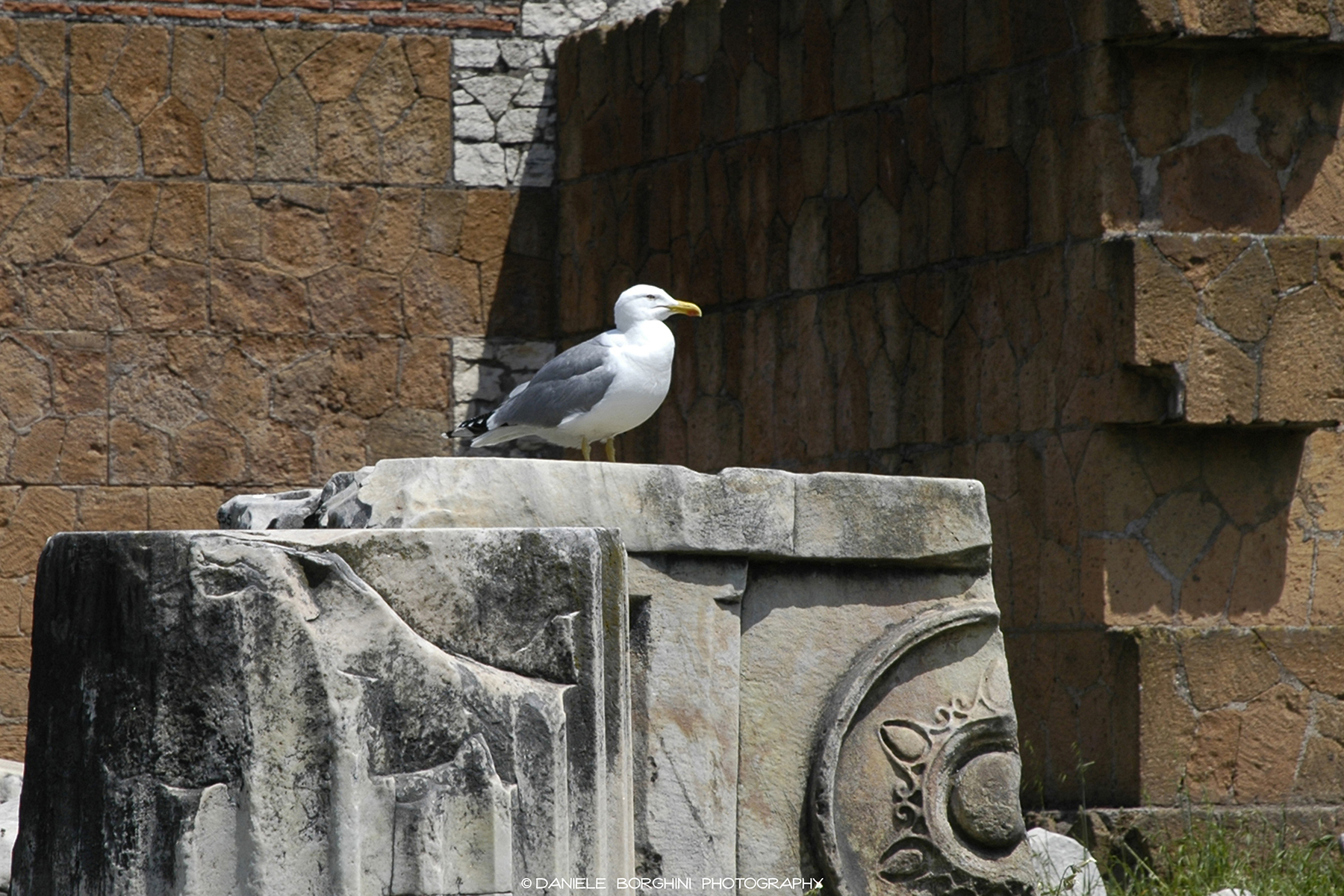 The Seagull of the Holes