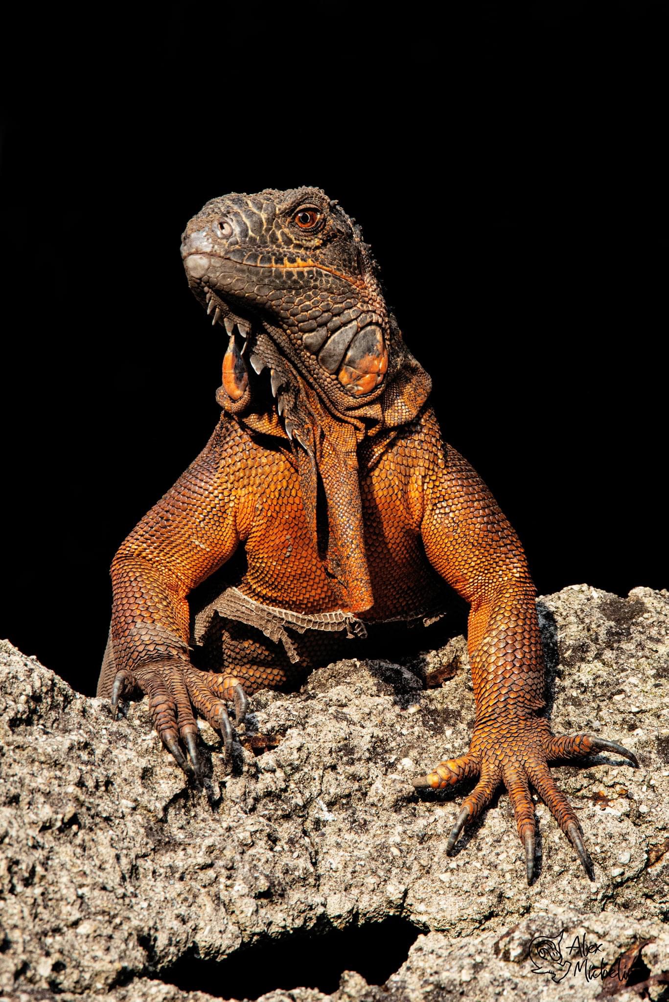 Iguana