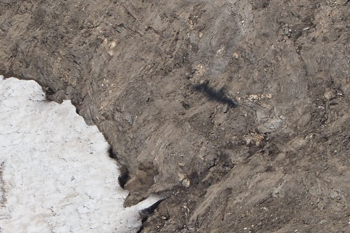 of the eagle only the shadow