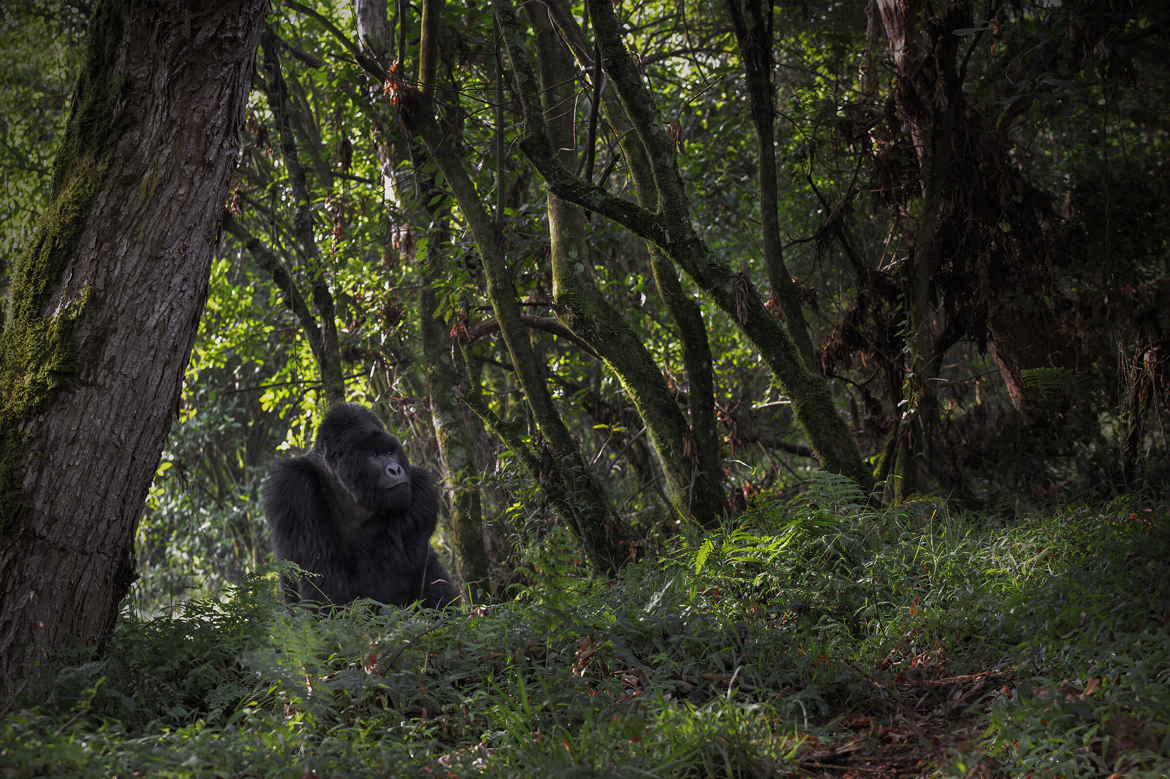 L'incanto della Foresta