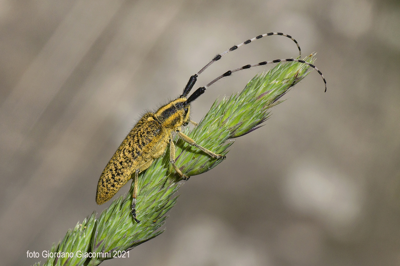 Agapanthia ( Epoptes )..