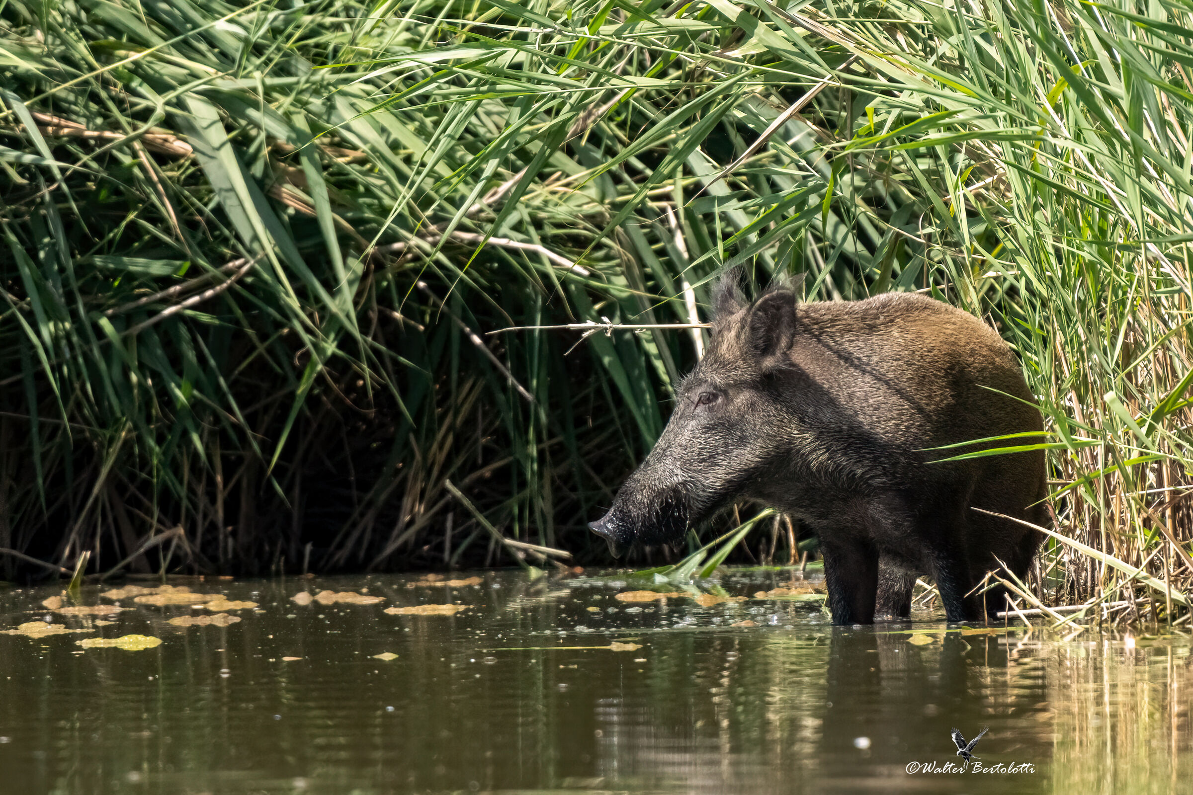 wild boar
