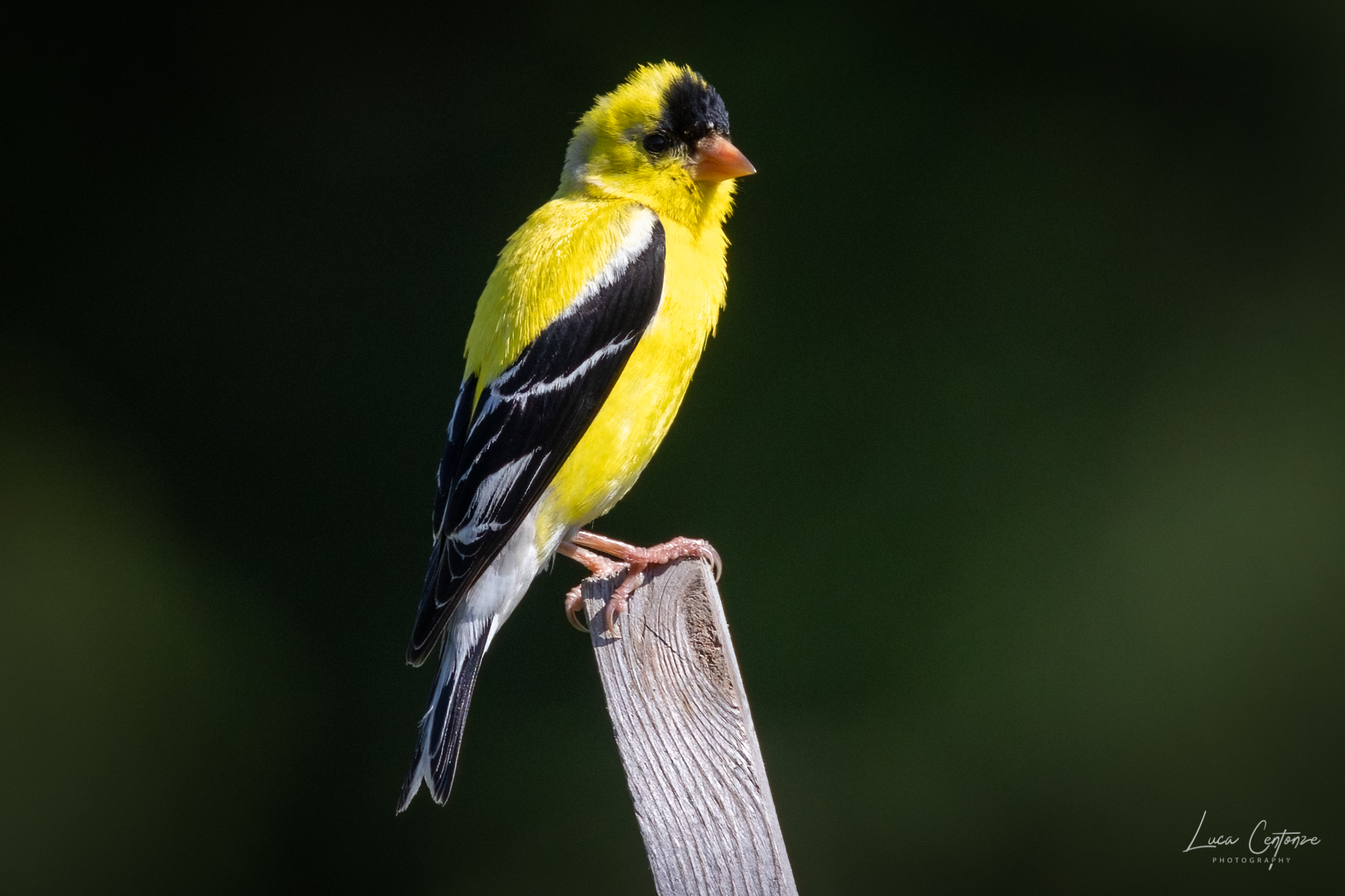 Gold Finch (Lucherino americano)