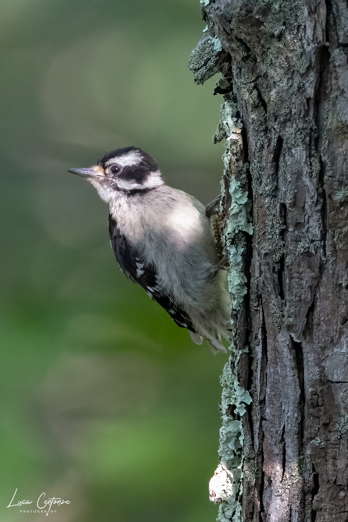 Downy Woodpecker (Picoides pubescens)