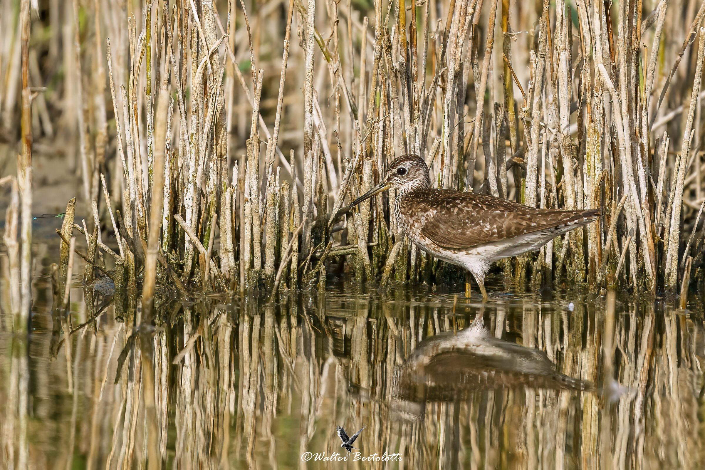 piro-piro boschereccio