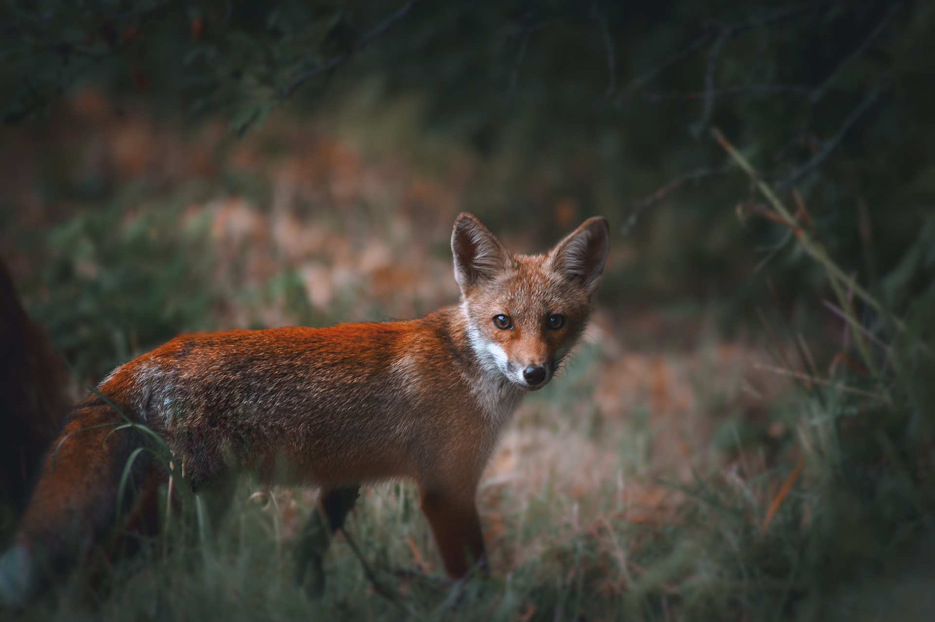 Little Fox
