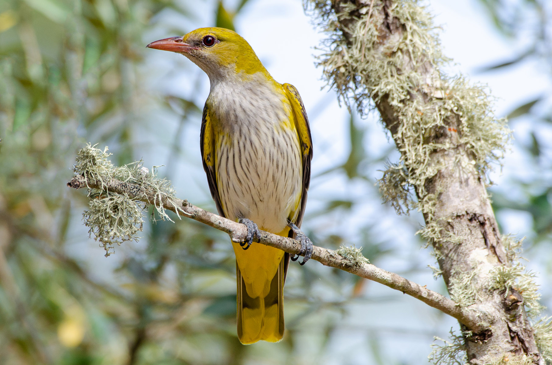 Eurasian golden oriole