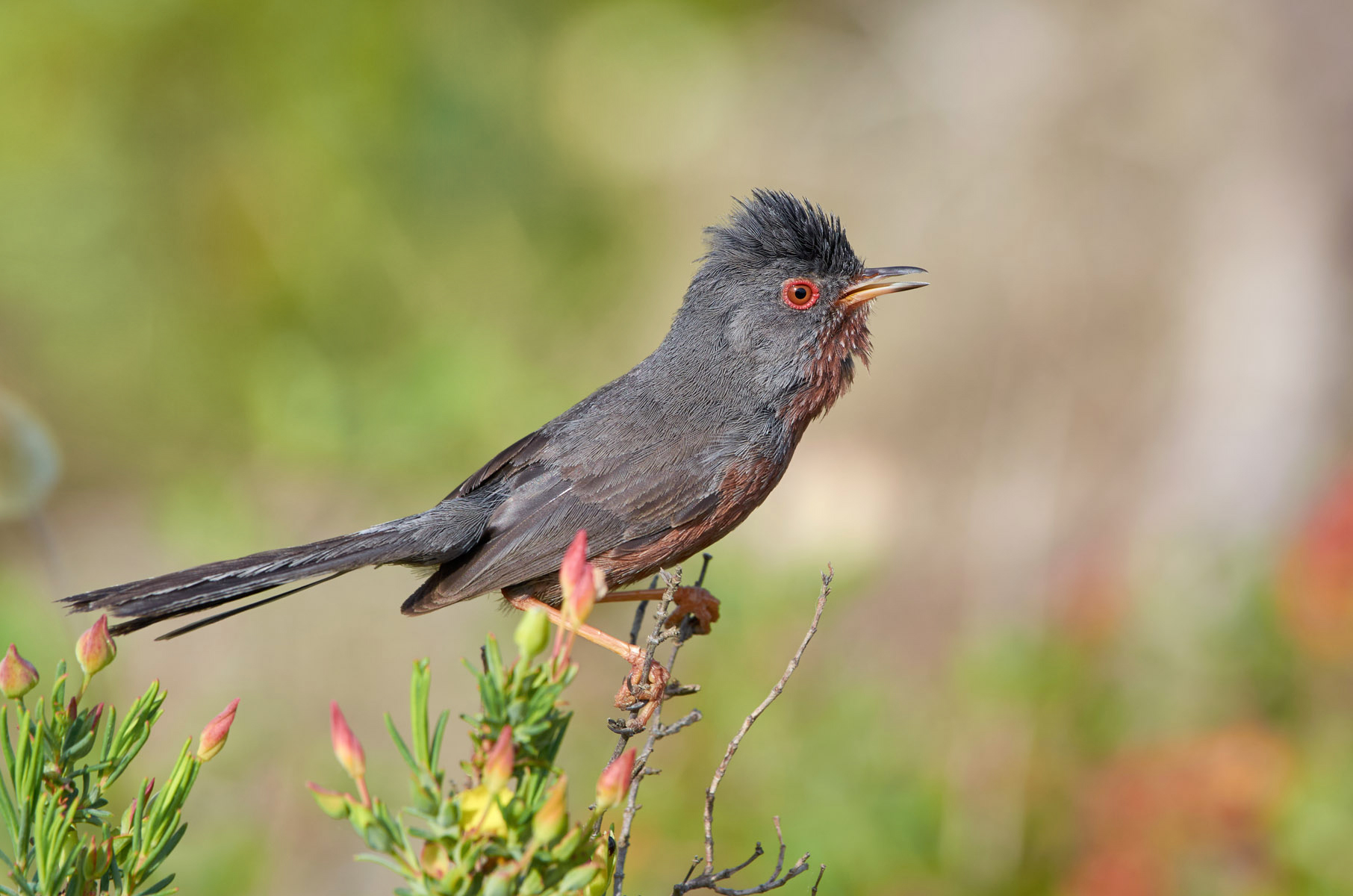 Dartford warbler
