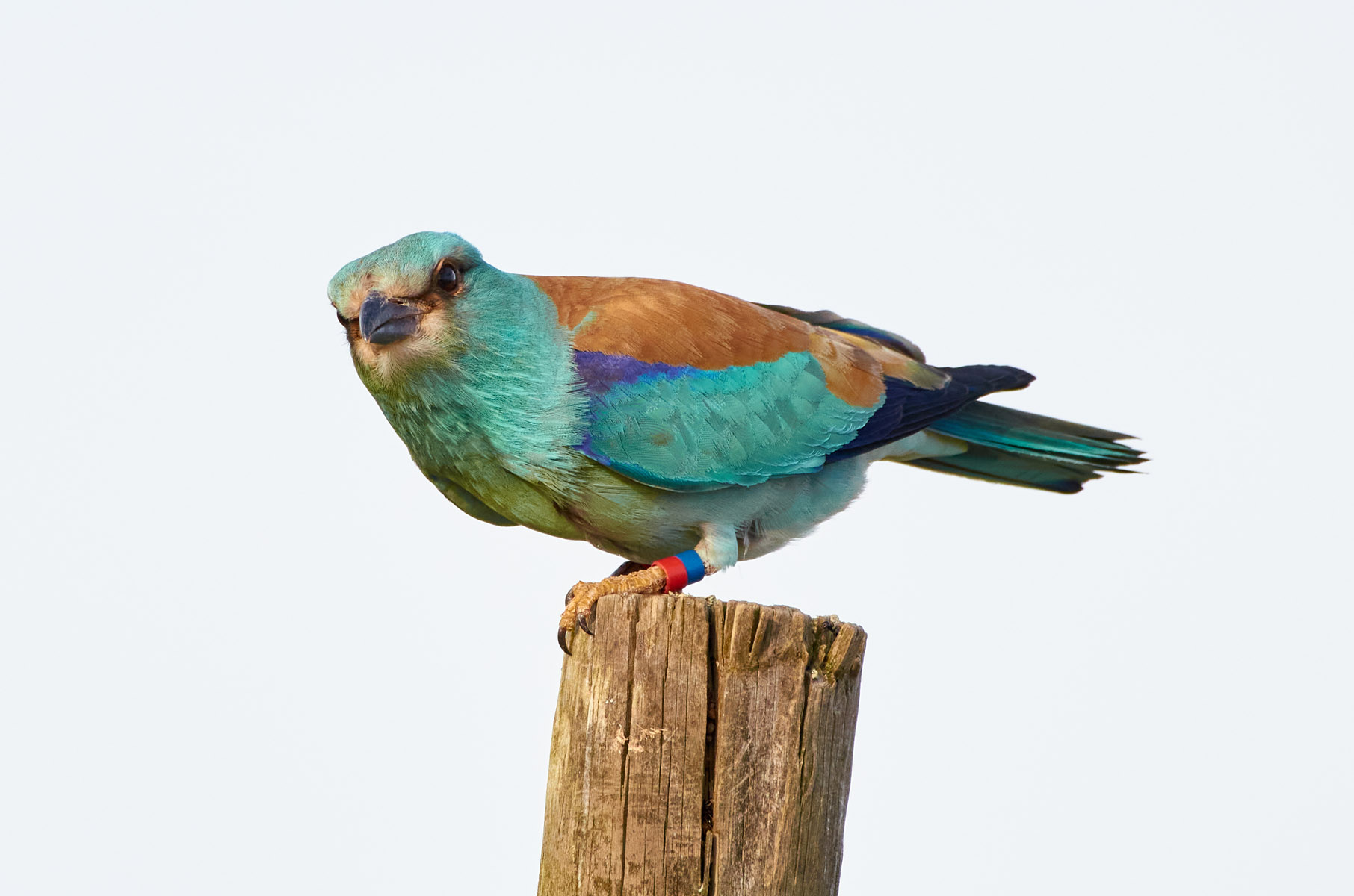 European roller