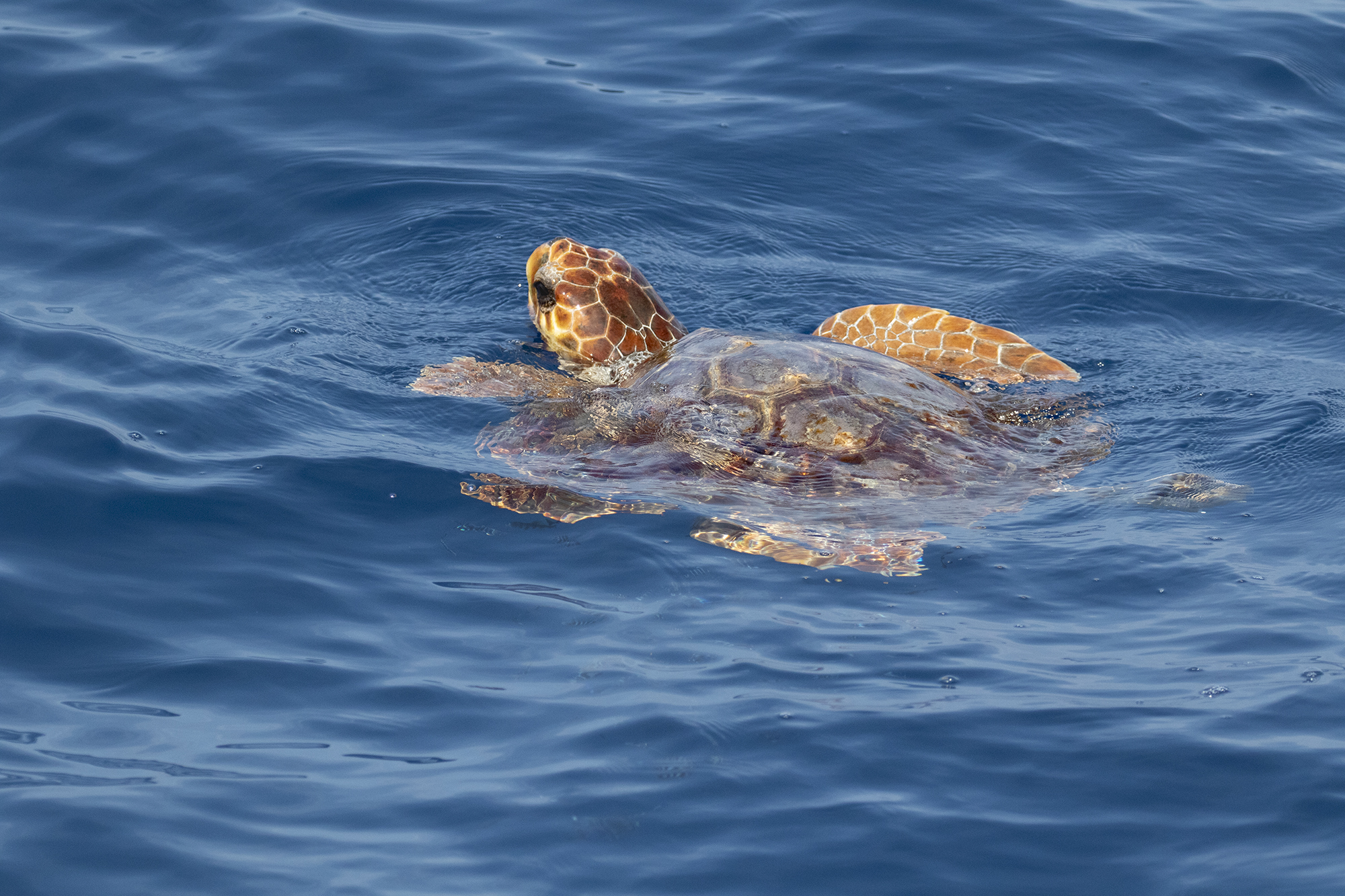 mar ligure, tartaruga caretta caretta
