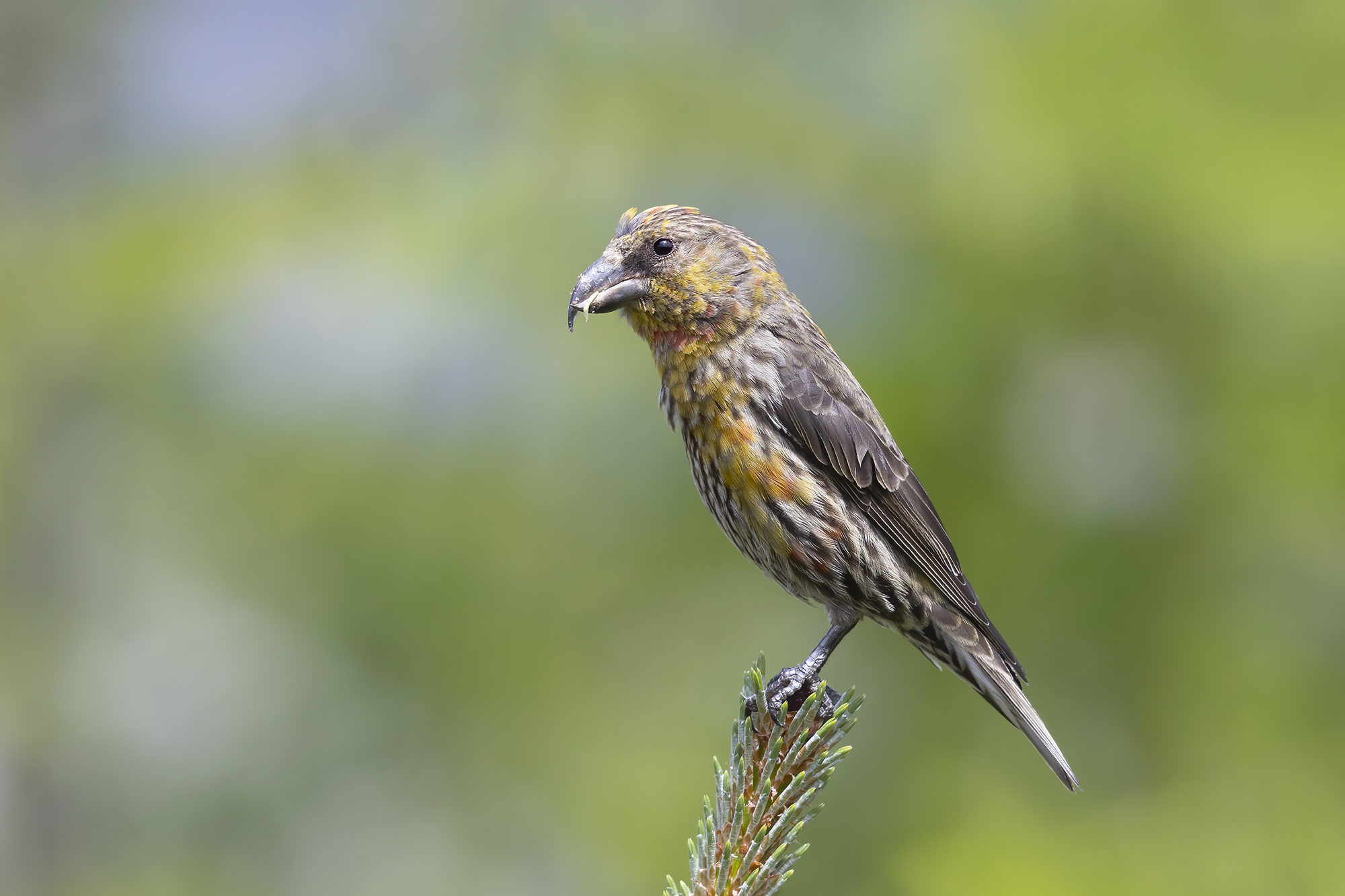 crociere valtellinese al naturale