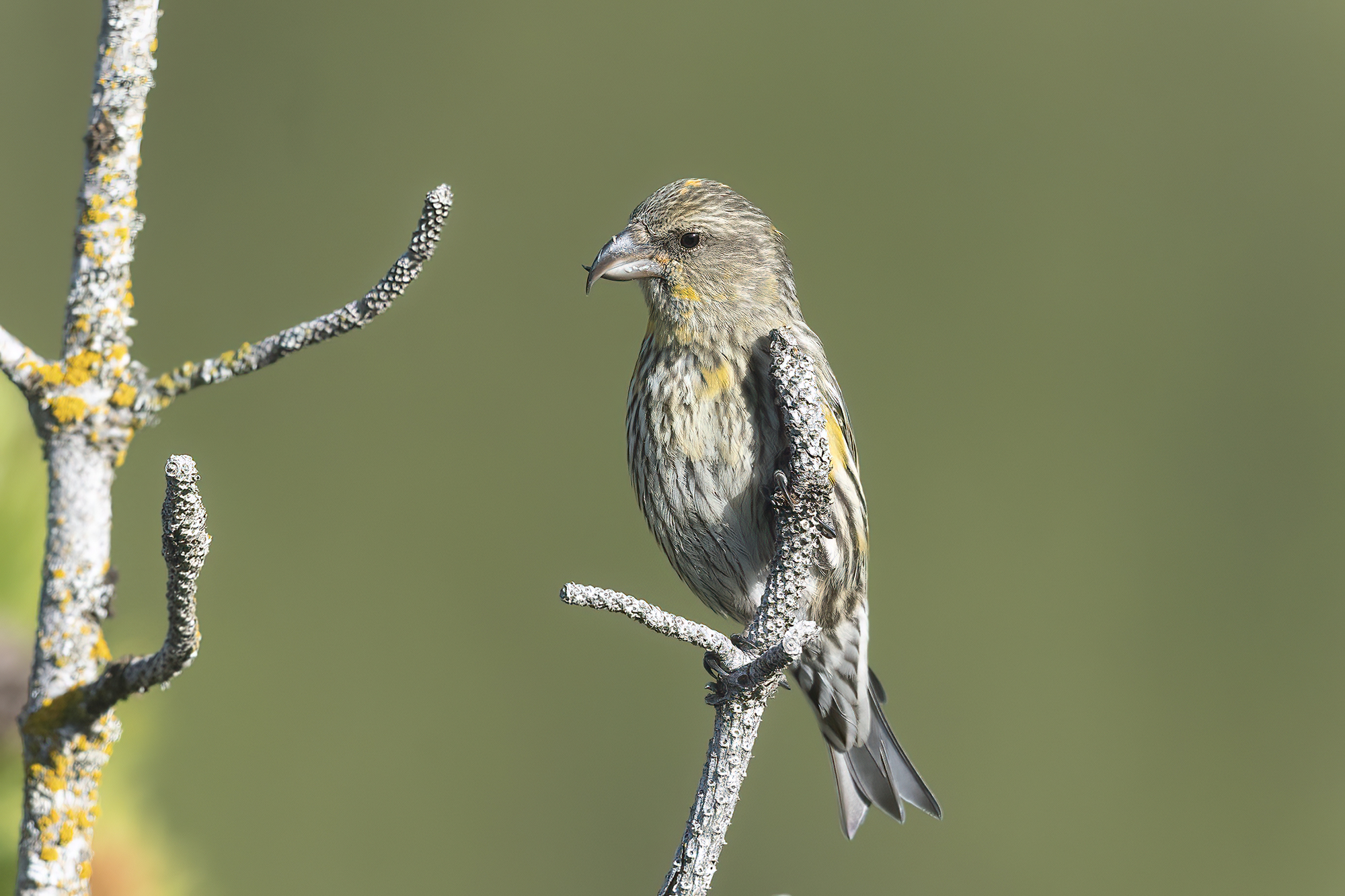 crociere valtellinese al naturale 2