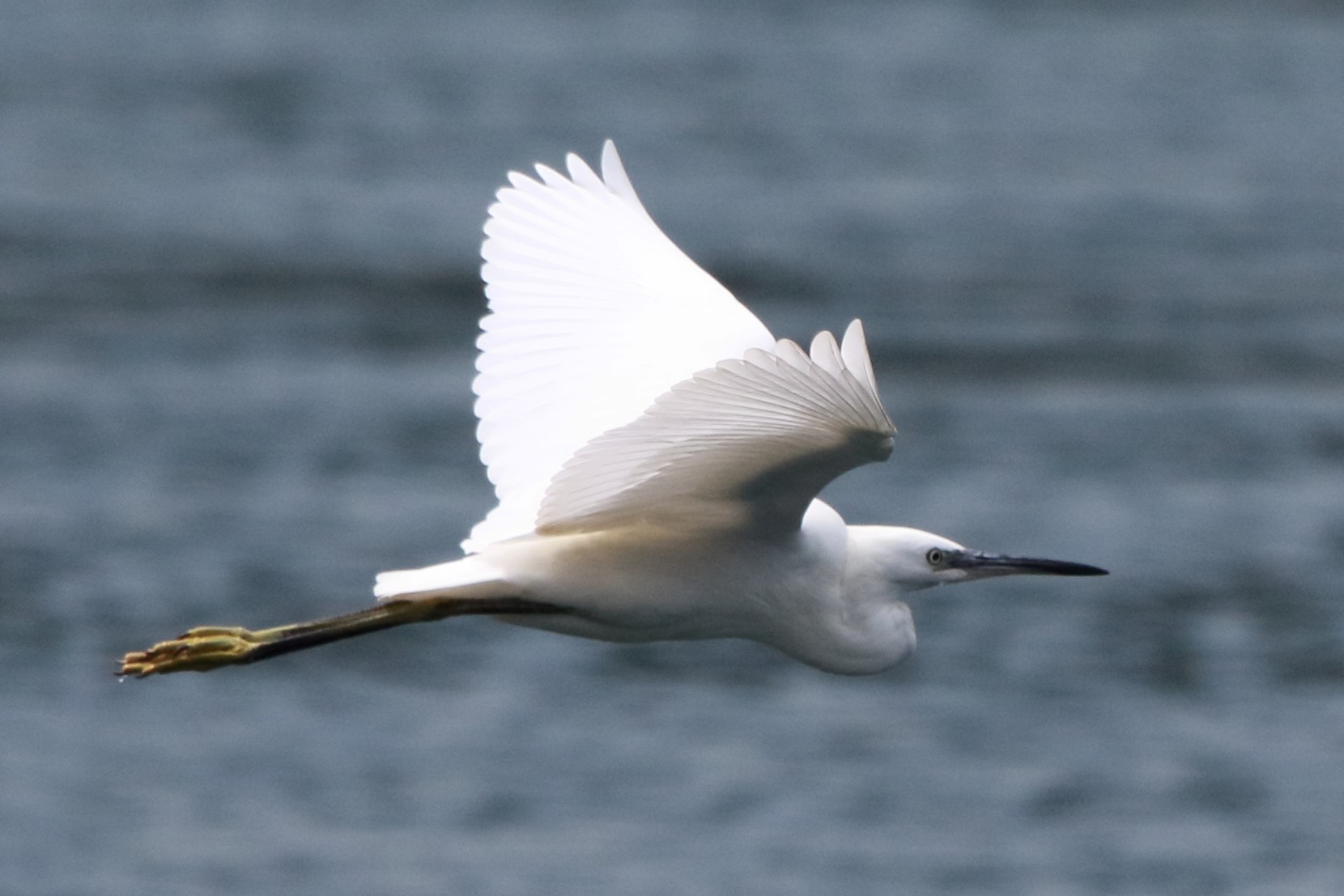 egret
