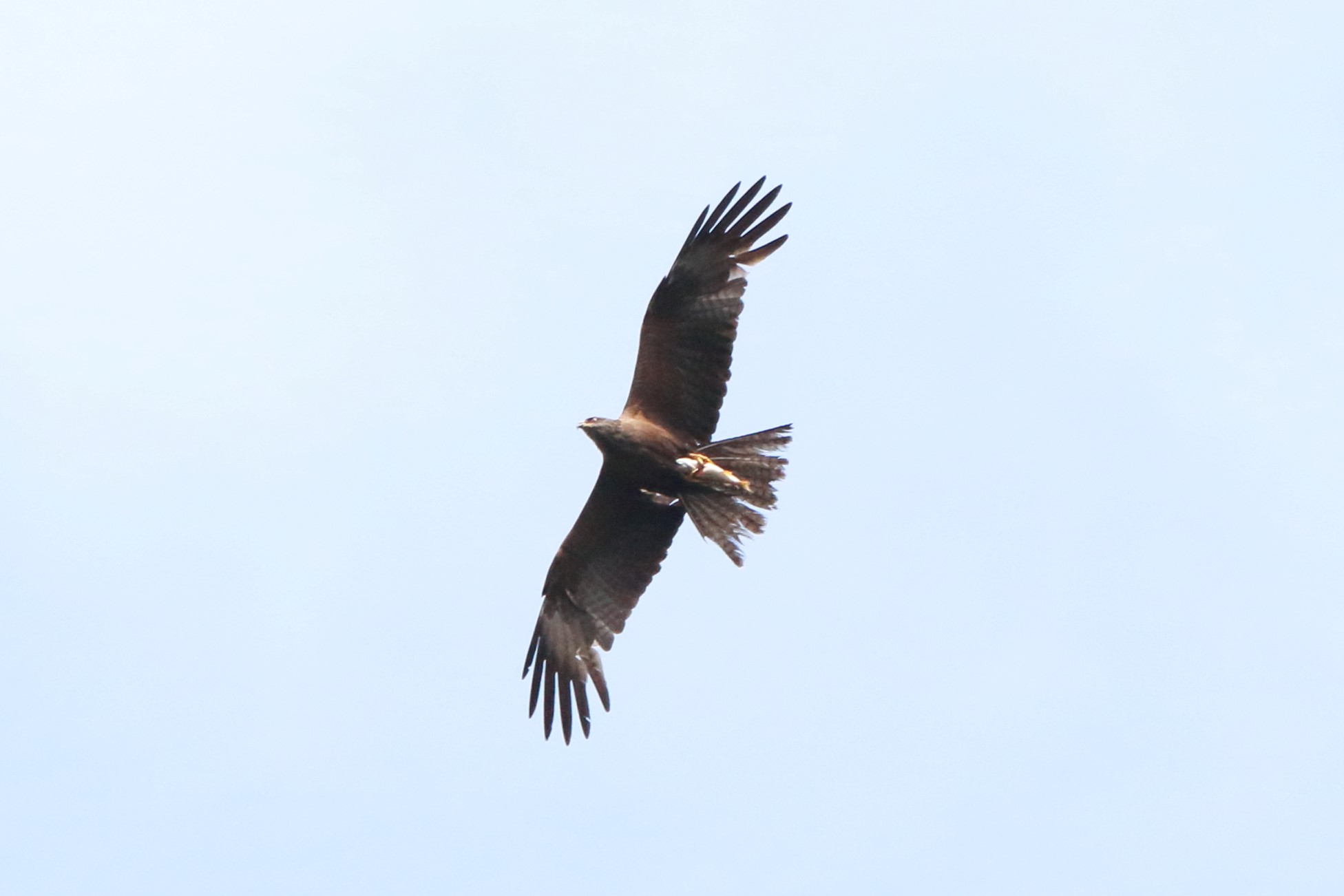 Kite with prey