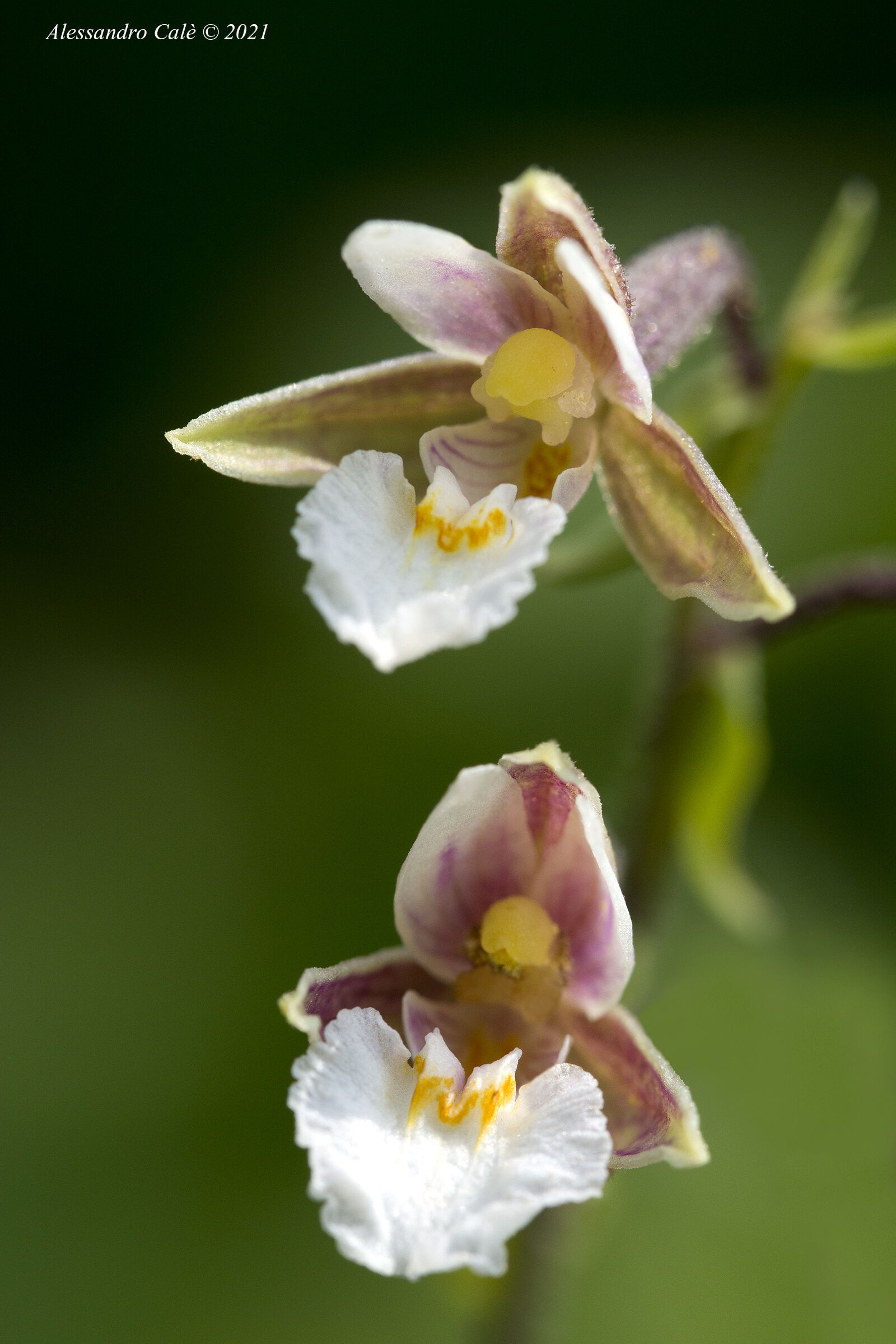 Epipactis palustris 3935