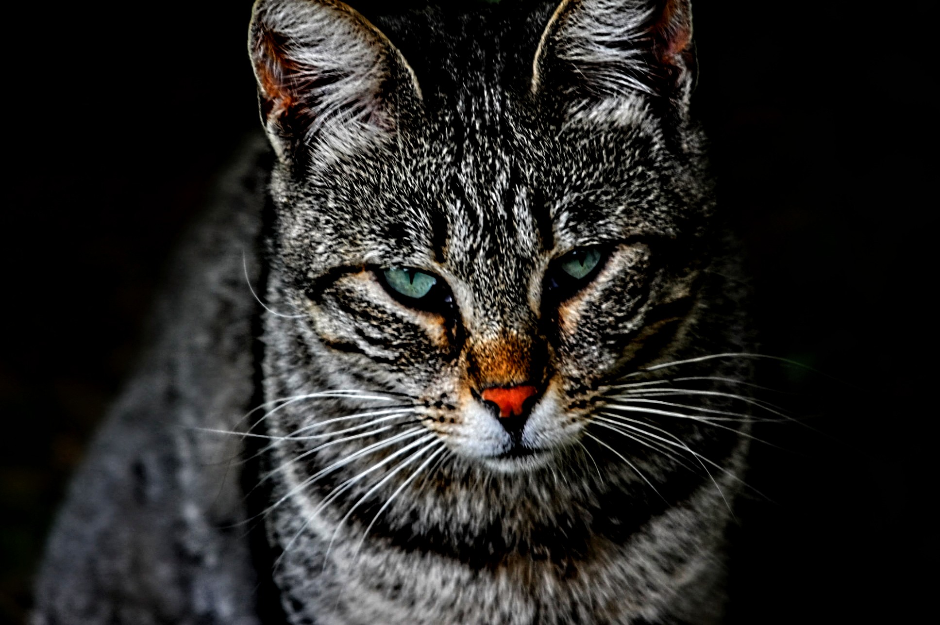 Micio in penombra.