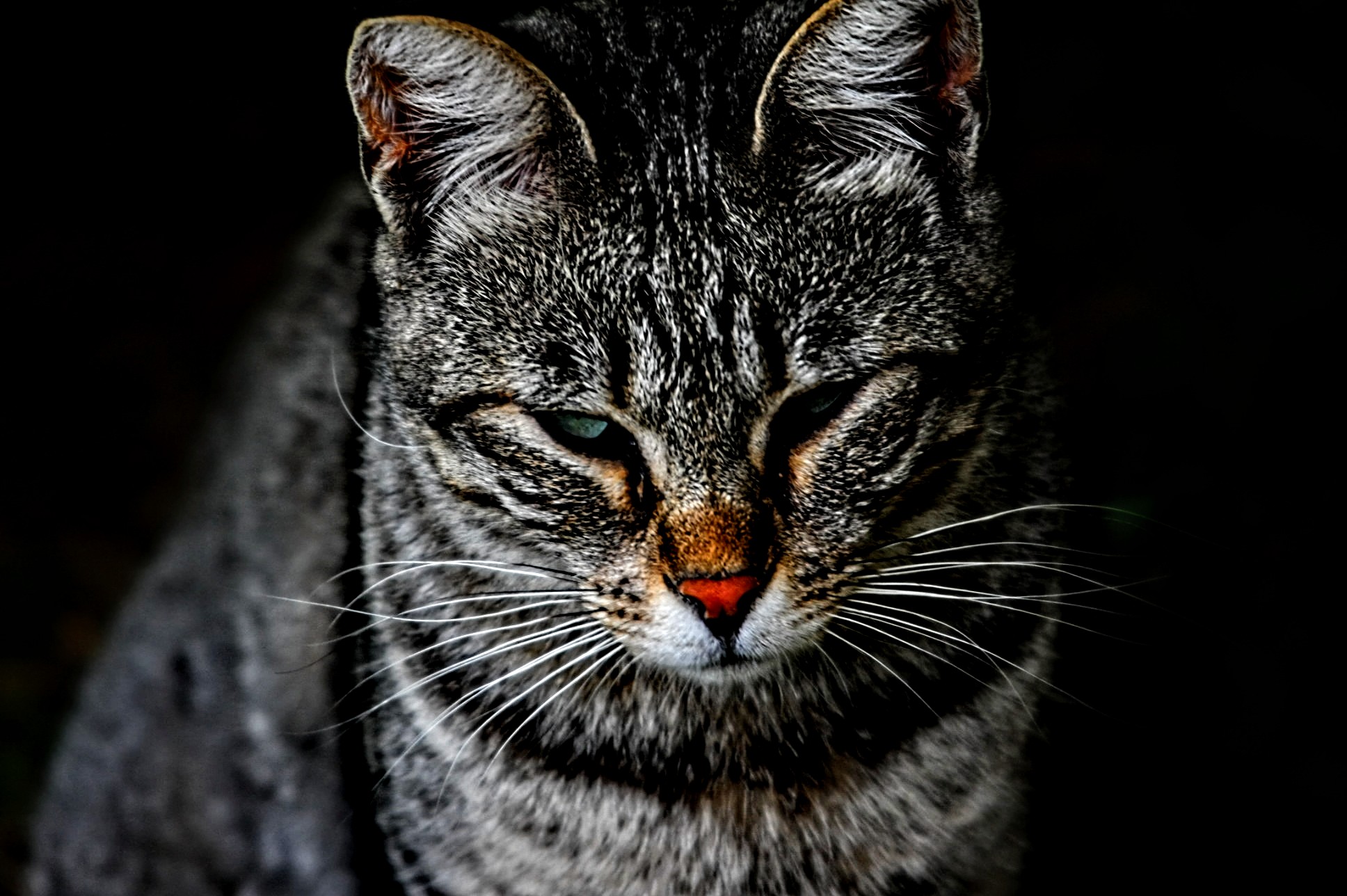 Il sonno in penombra.