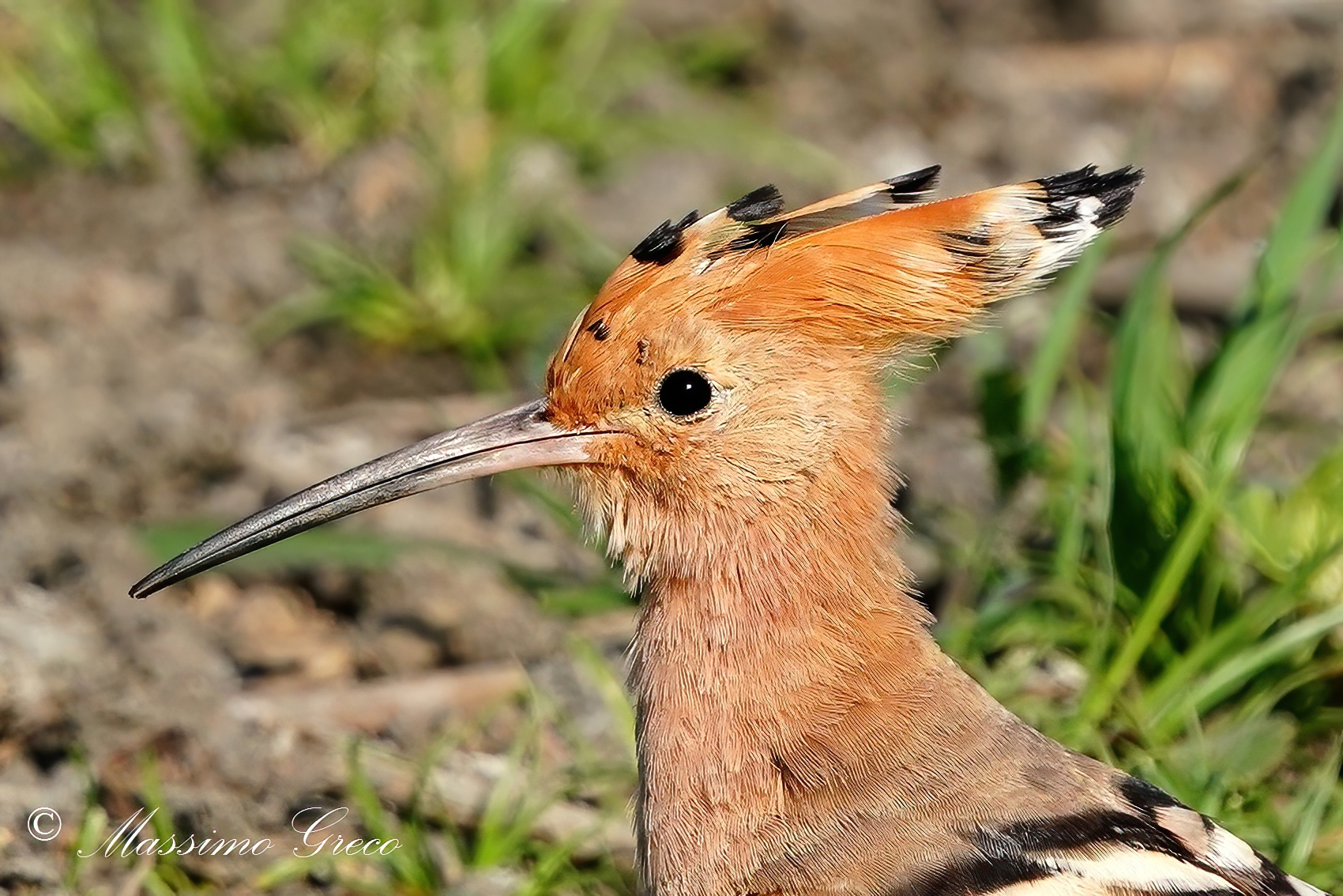 HOOPOE (Hoopoe epops)