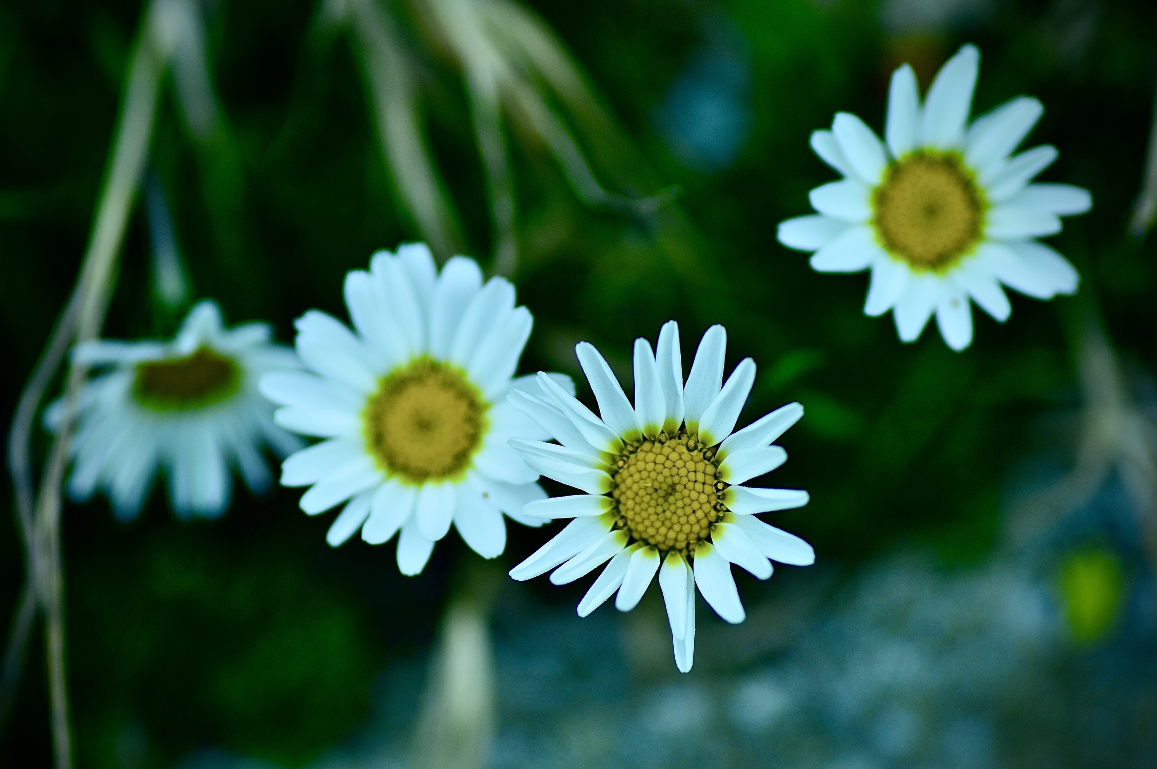 Margherita Tetraploide