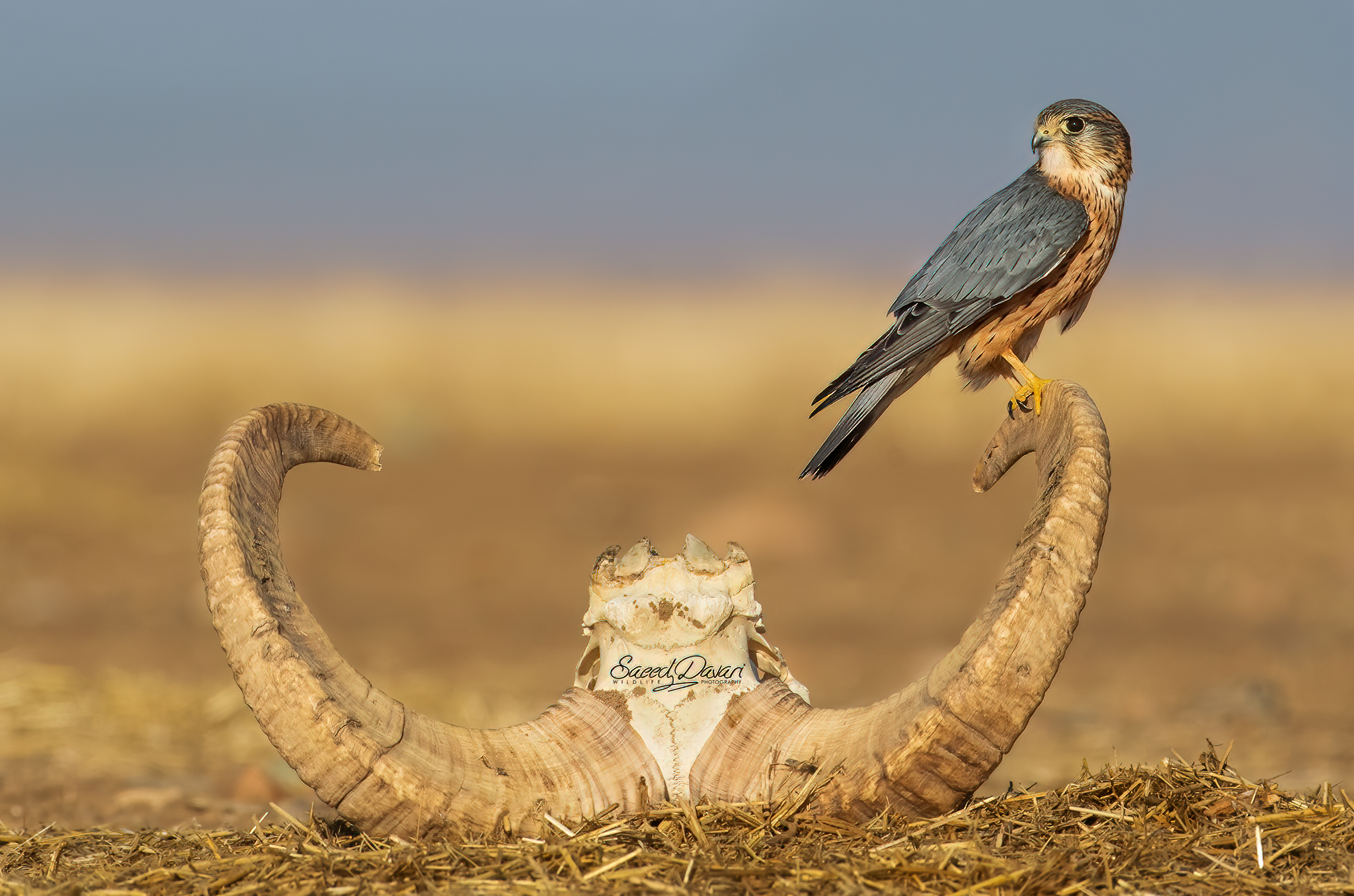 Merlino,nikond500&200_500, s:1/4500,f:8,iso1000,fl:450