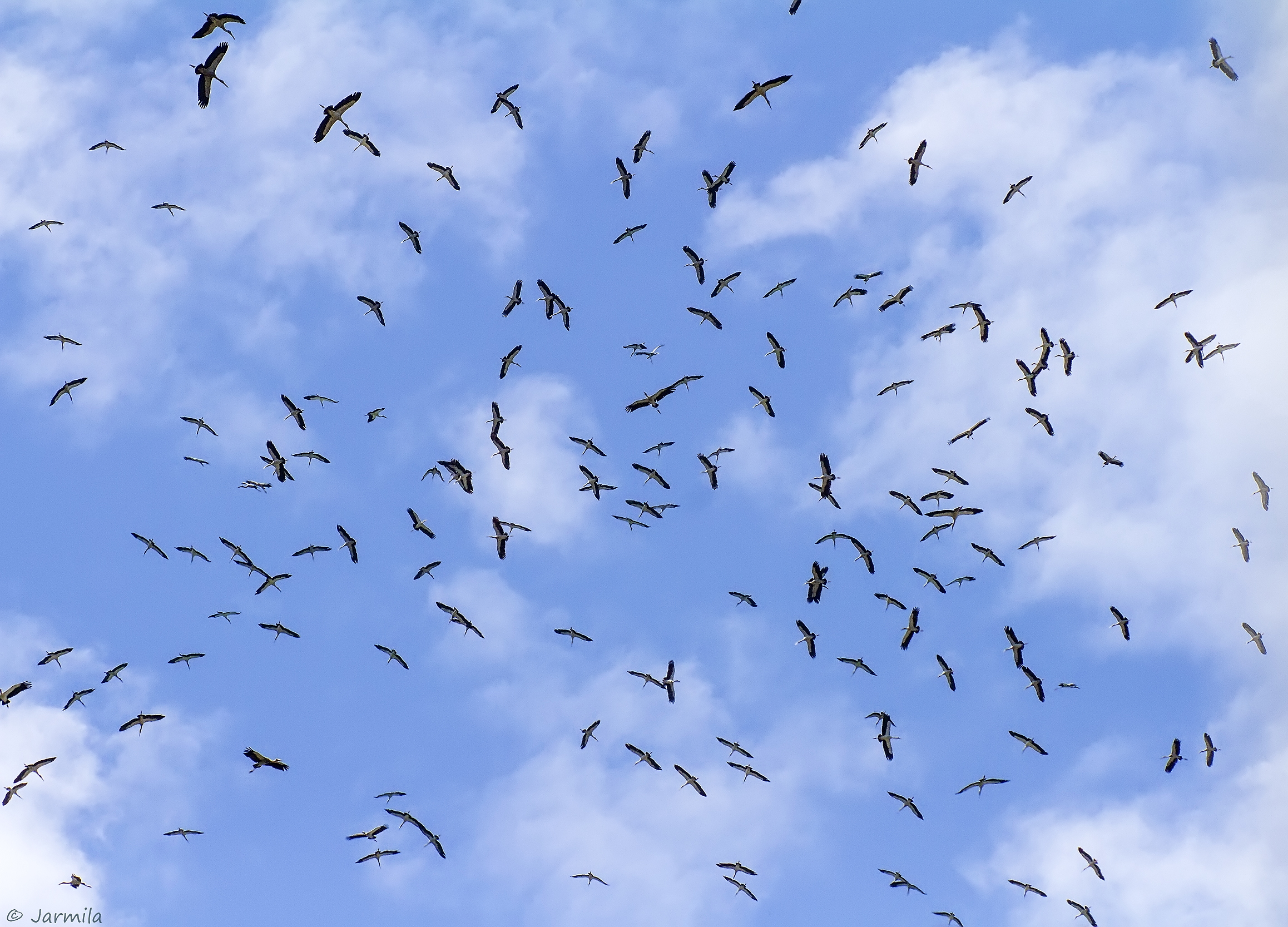 Le cicogne in migrazione