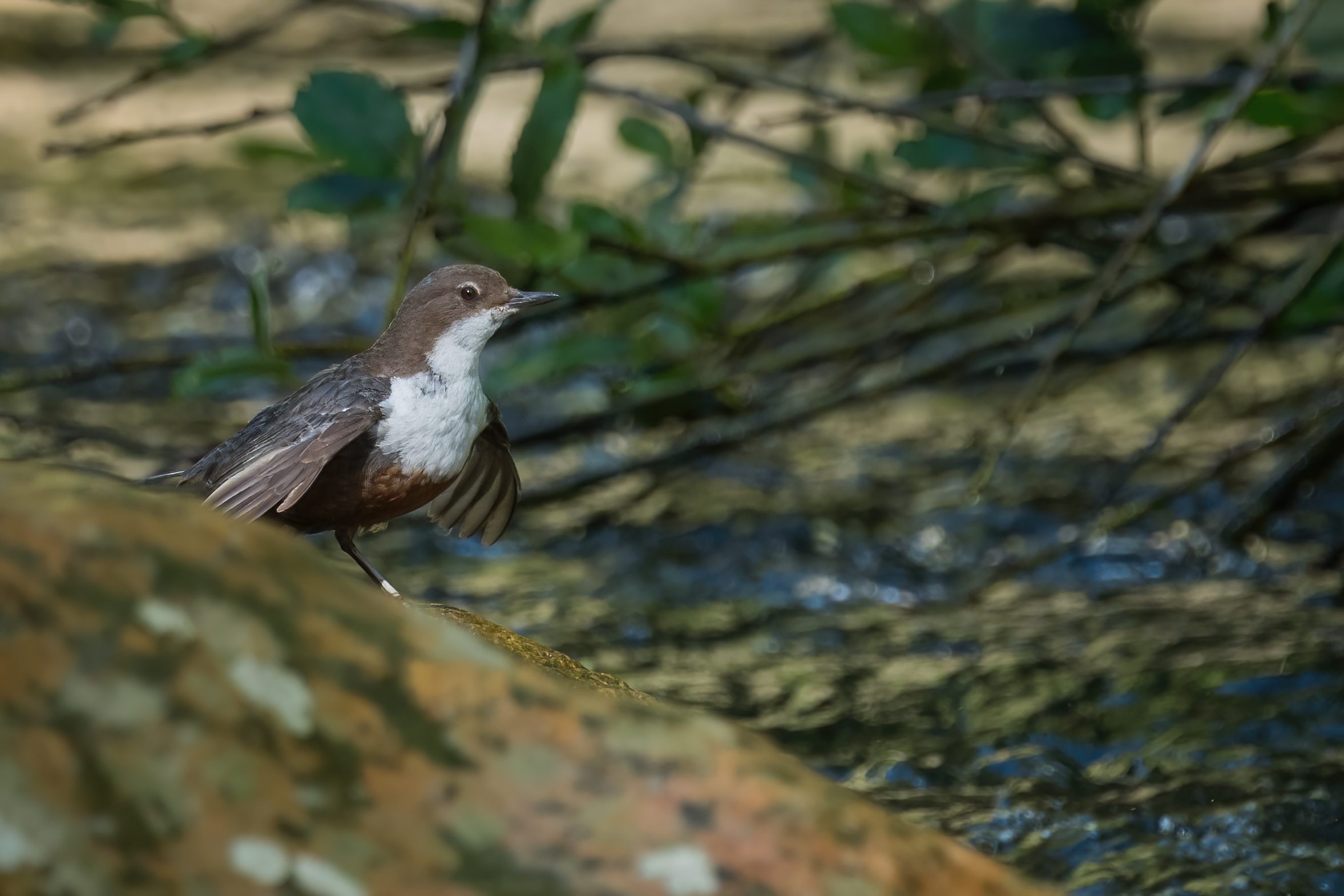 Beating of wings (blackbird)