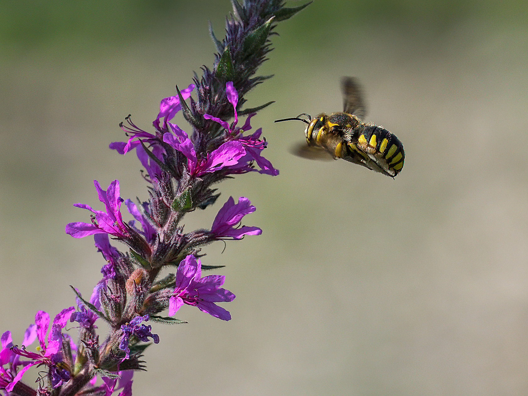 Insetto sconosciuto... (Mia ignoranza)