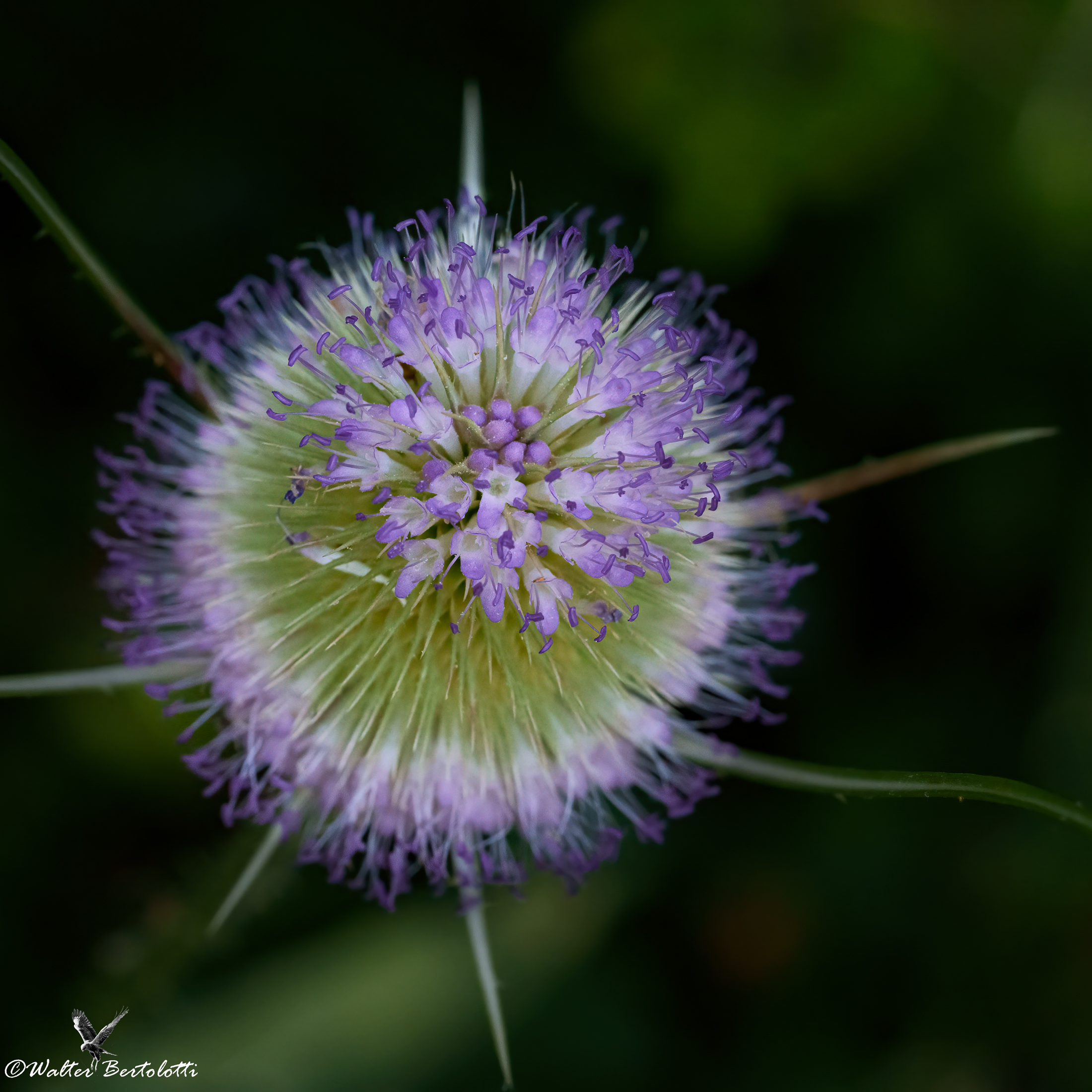 Dipsacus fullonum