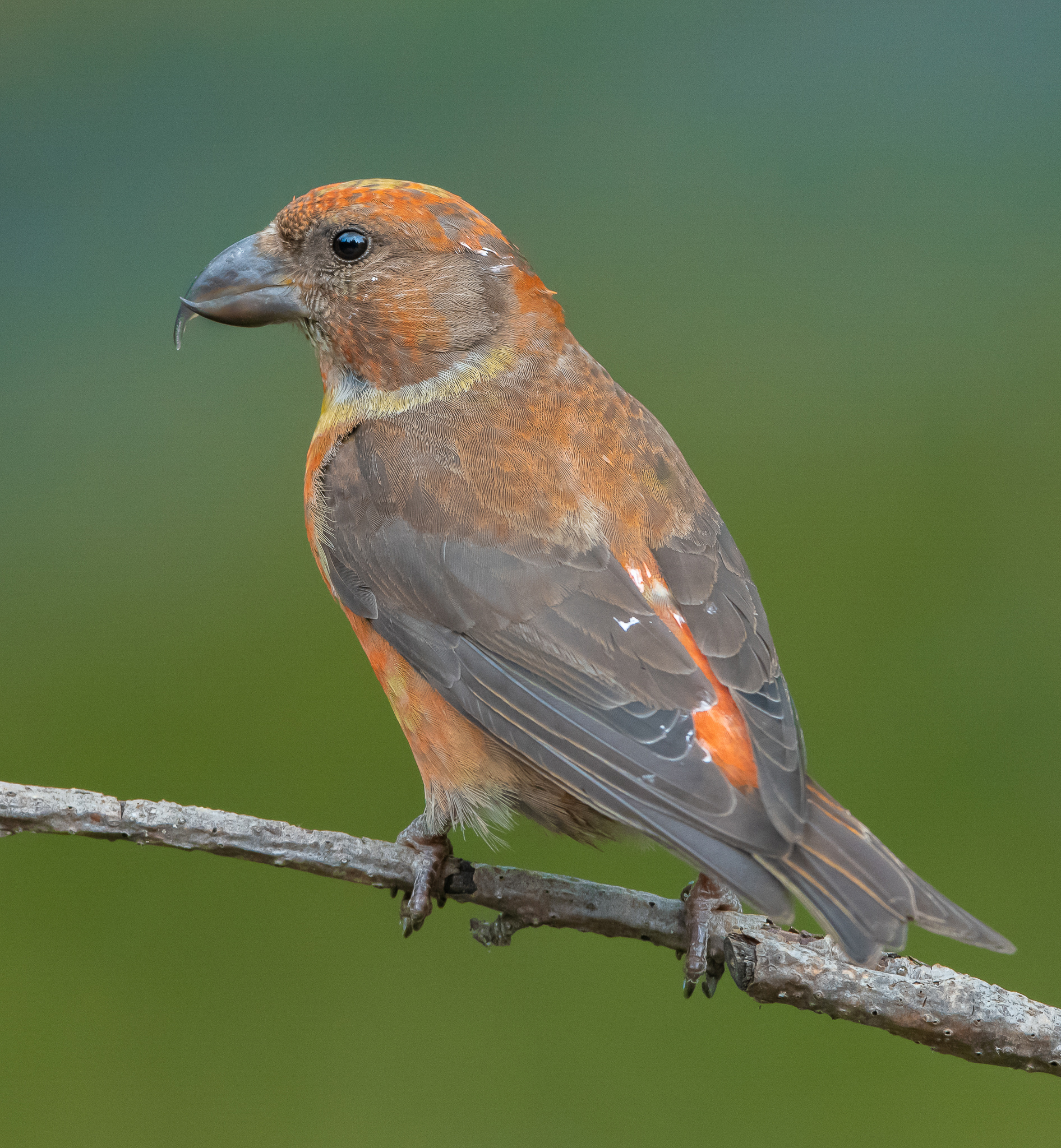 Maschietto di Crociere