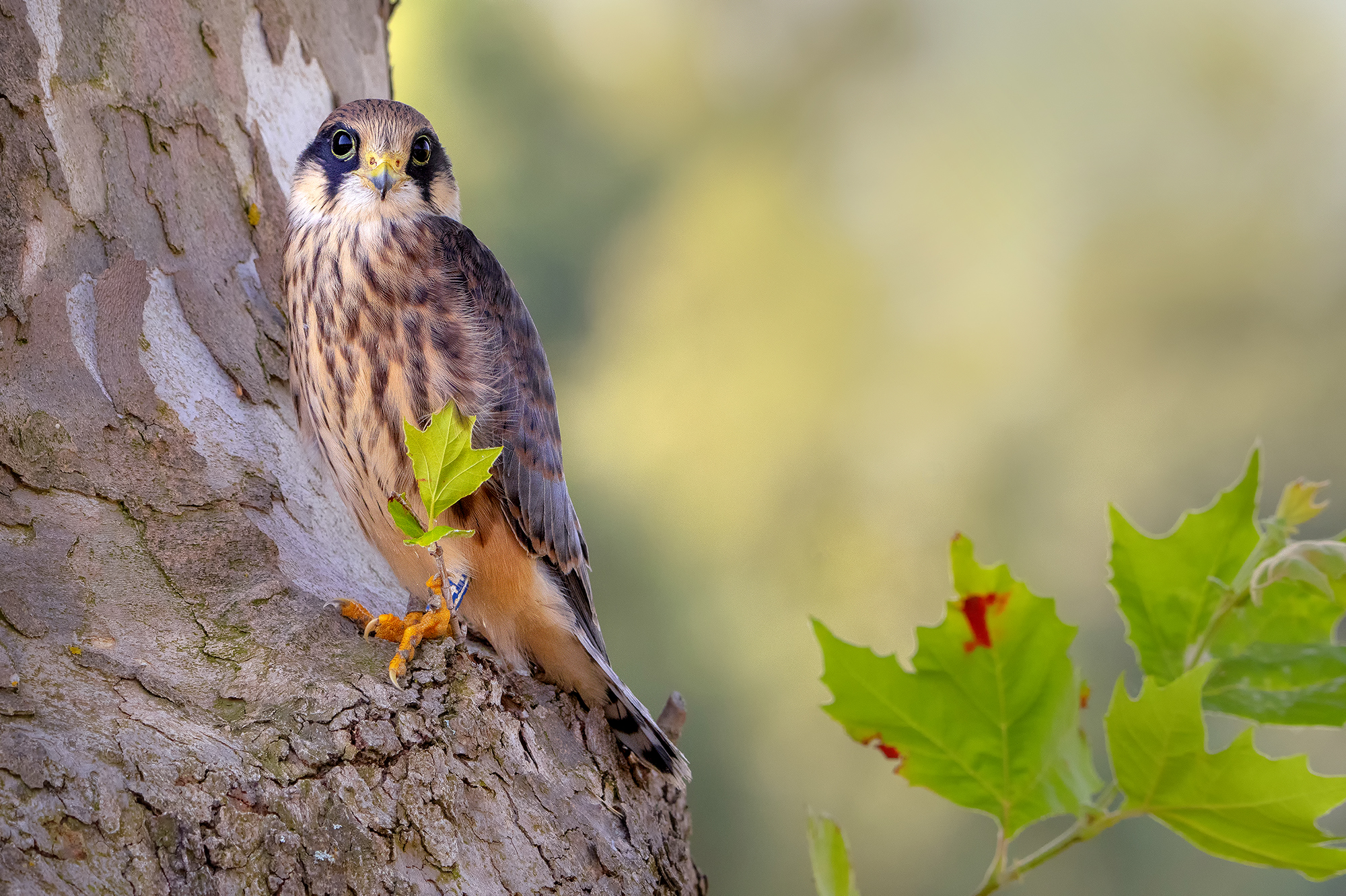 Giovane falco cuculo