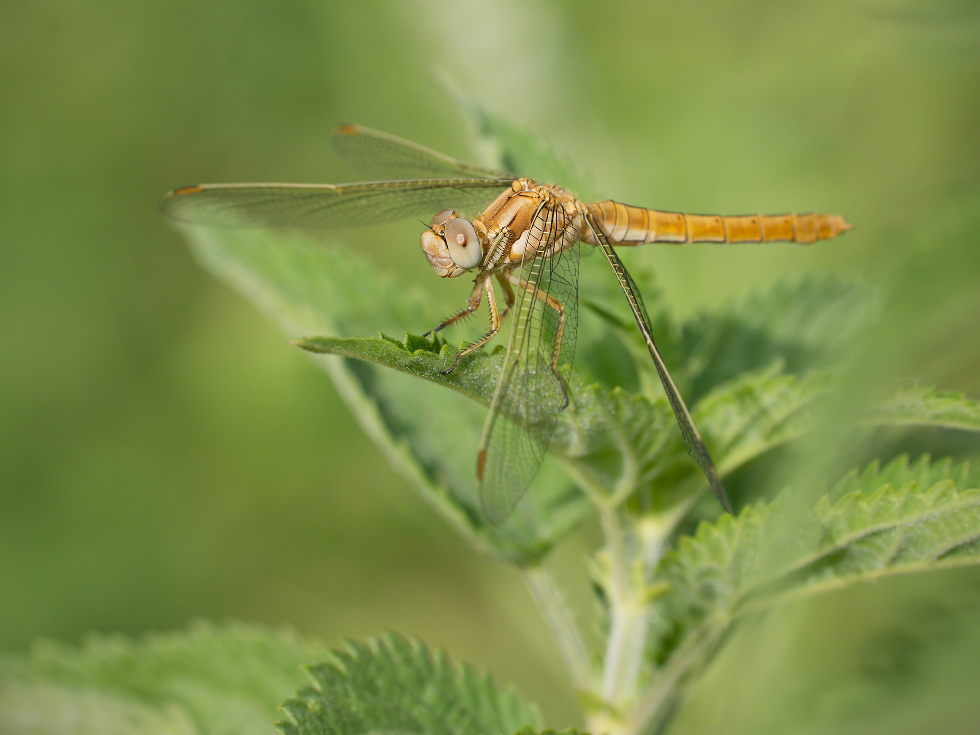 Orthetrum brunneum ... in the green