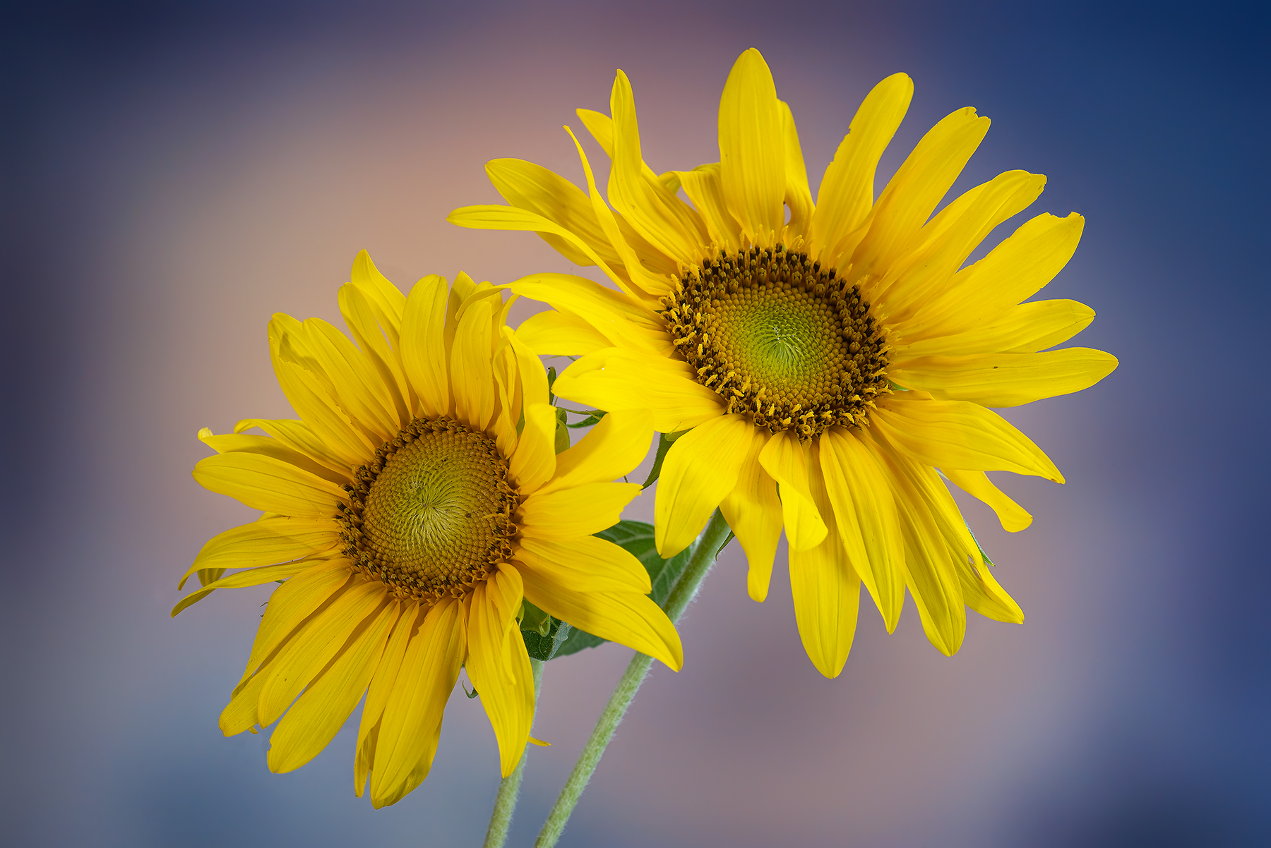 Girasoli by Maxspin73