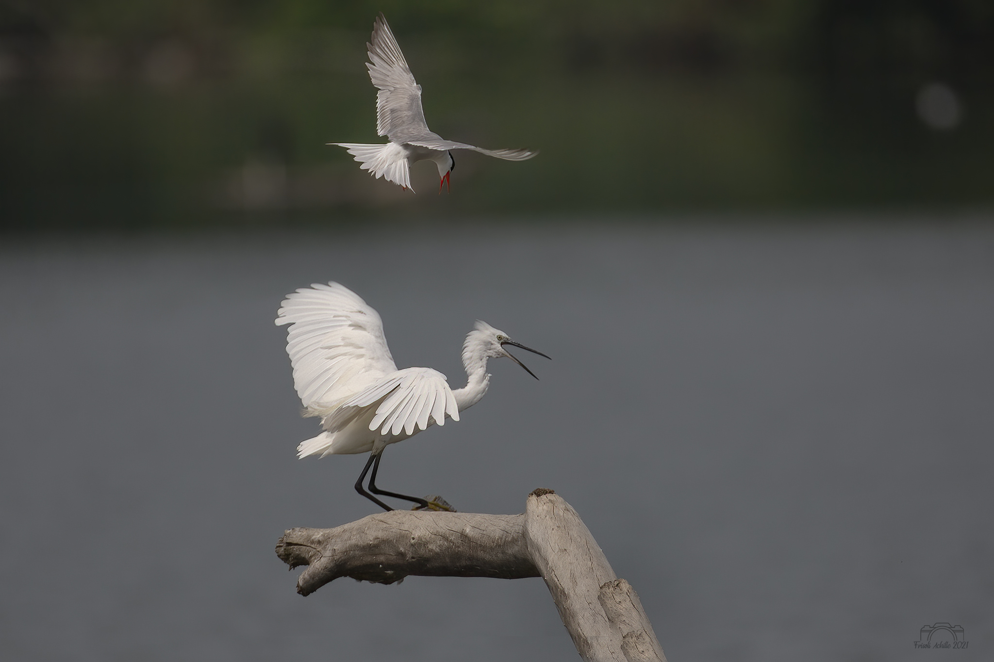 egret