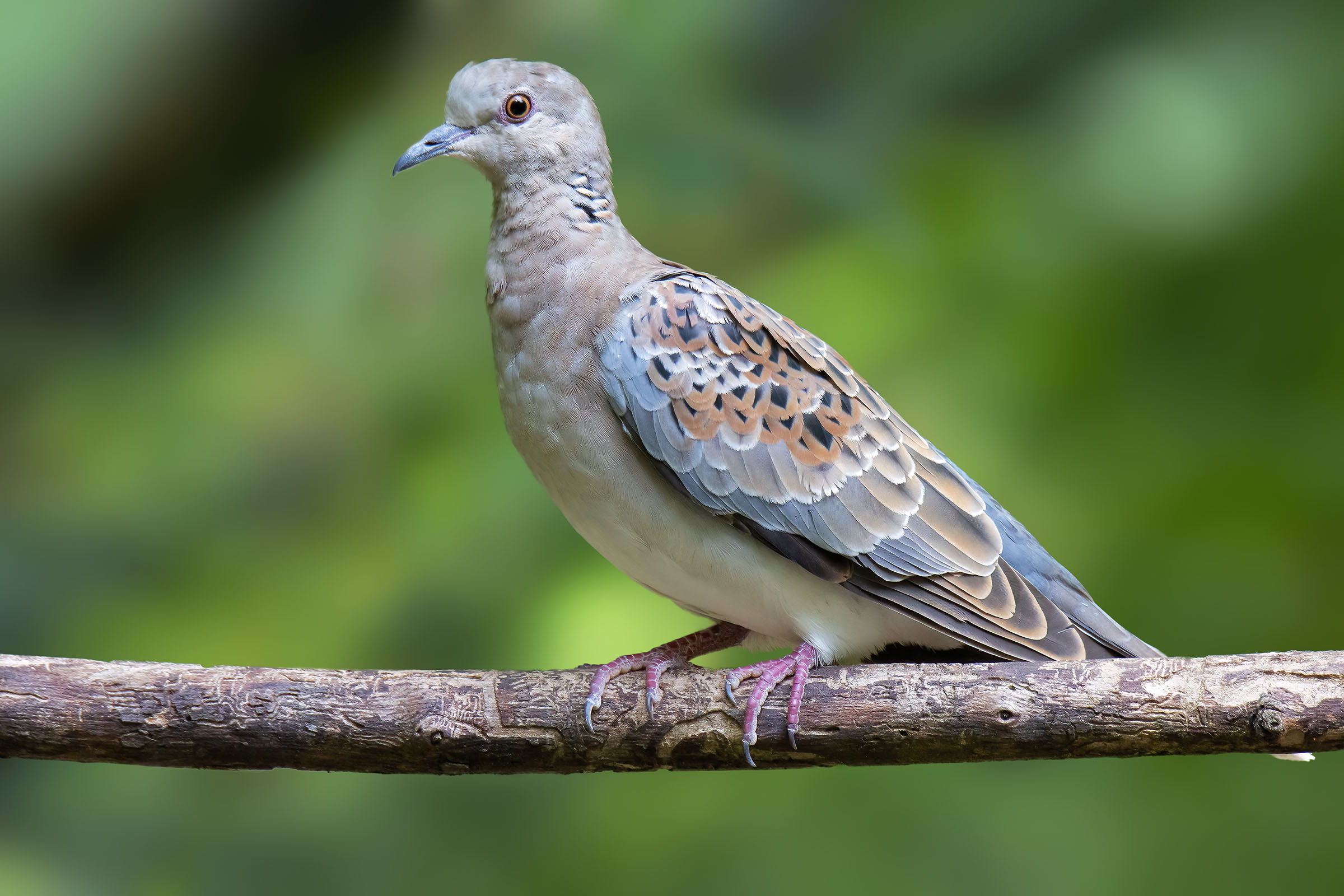 Tortora selvatica juvenes