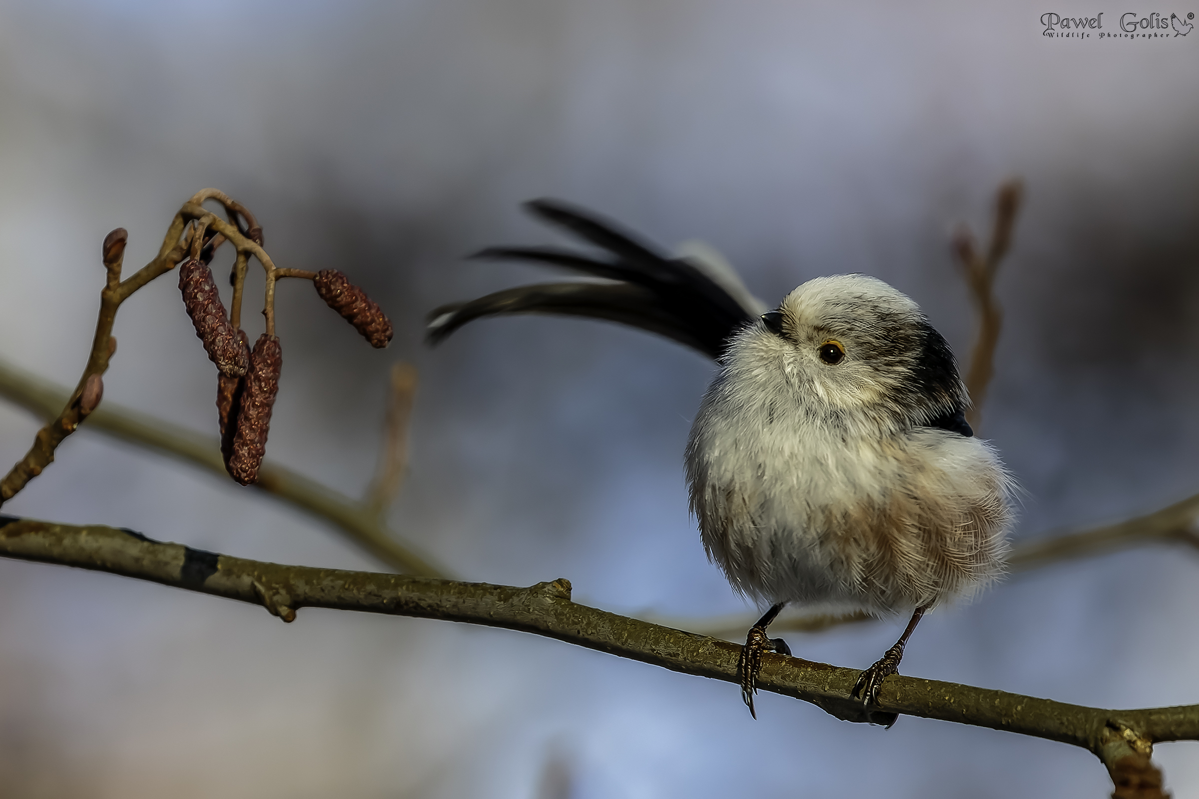 Boccola dalla coda lunga (Aegithalos caudatus)