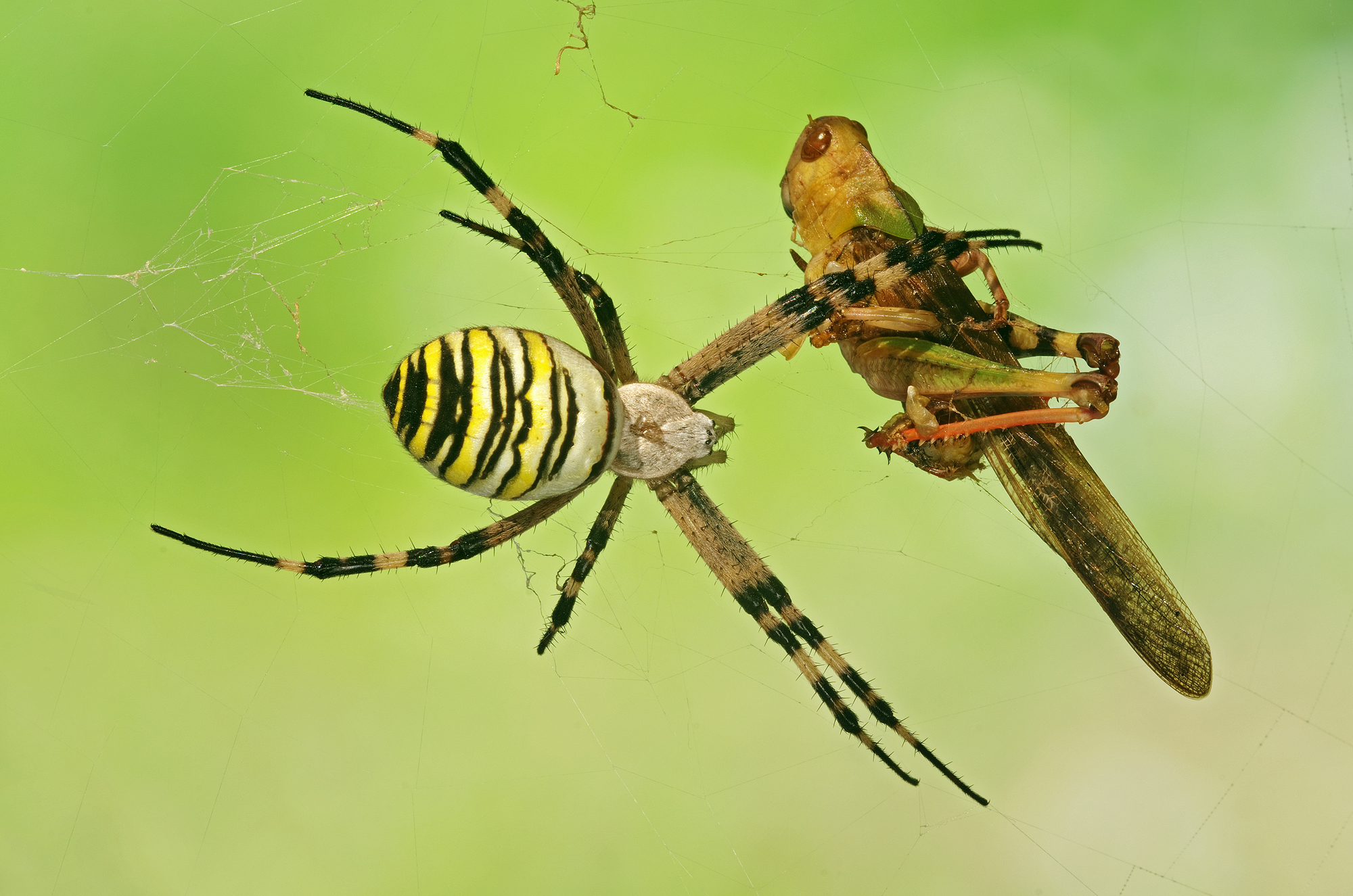Argiope