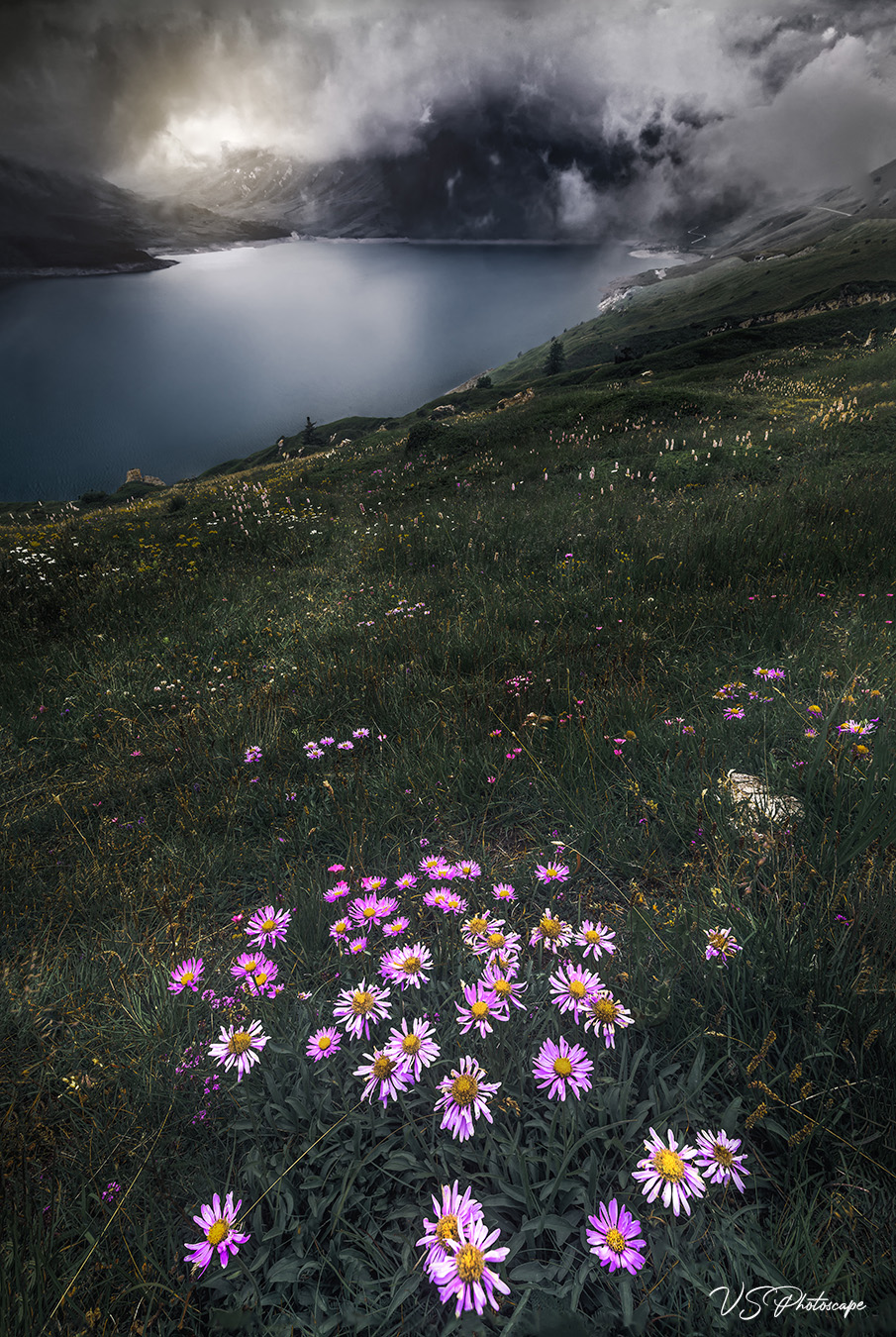 Of Blooms and Shadows