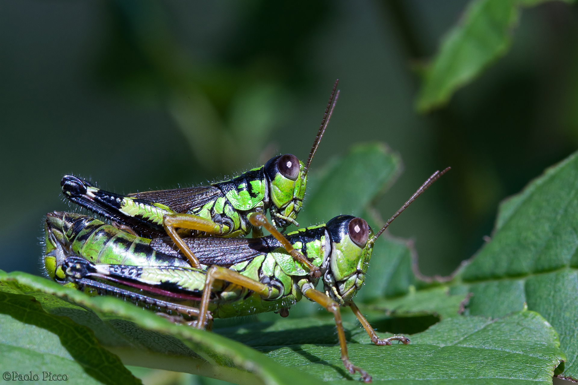 Grasshoppers